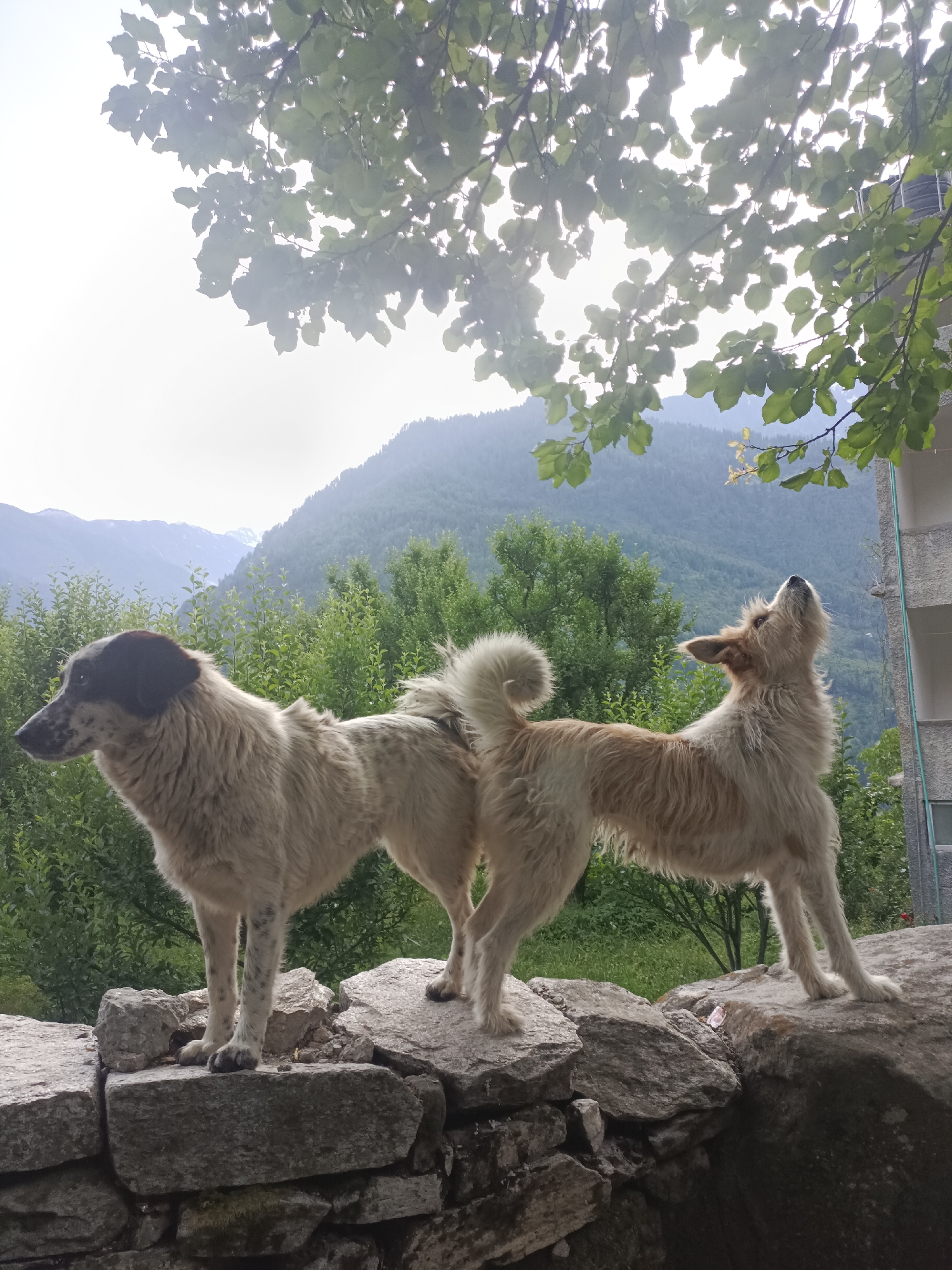 Two dogs stand on a rock wall in Vashisht, India. The dog on the left is facing left, with its head turned slightly towards the camera. It has a black head with white fur on its face and body, and appears to be a mixed breed. The dog on the right is facing upwards and to the right, with its head tilted back and mouth open. It is a lighter colored dog with fluffy fur. Both dogs have bushy tails. Behind them, lush green trees and mist-covered mountains are visible. A portion of a building is visible on the right side of the frame, and tree branches with leaves hang from the top of the image. The sky is overcast.