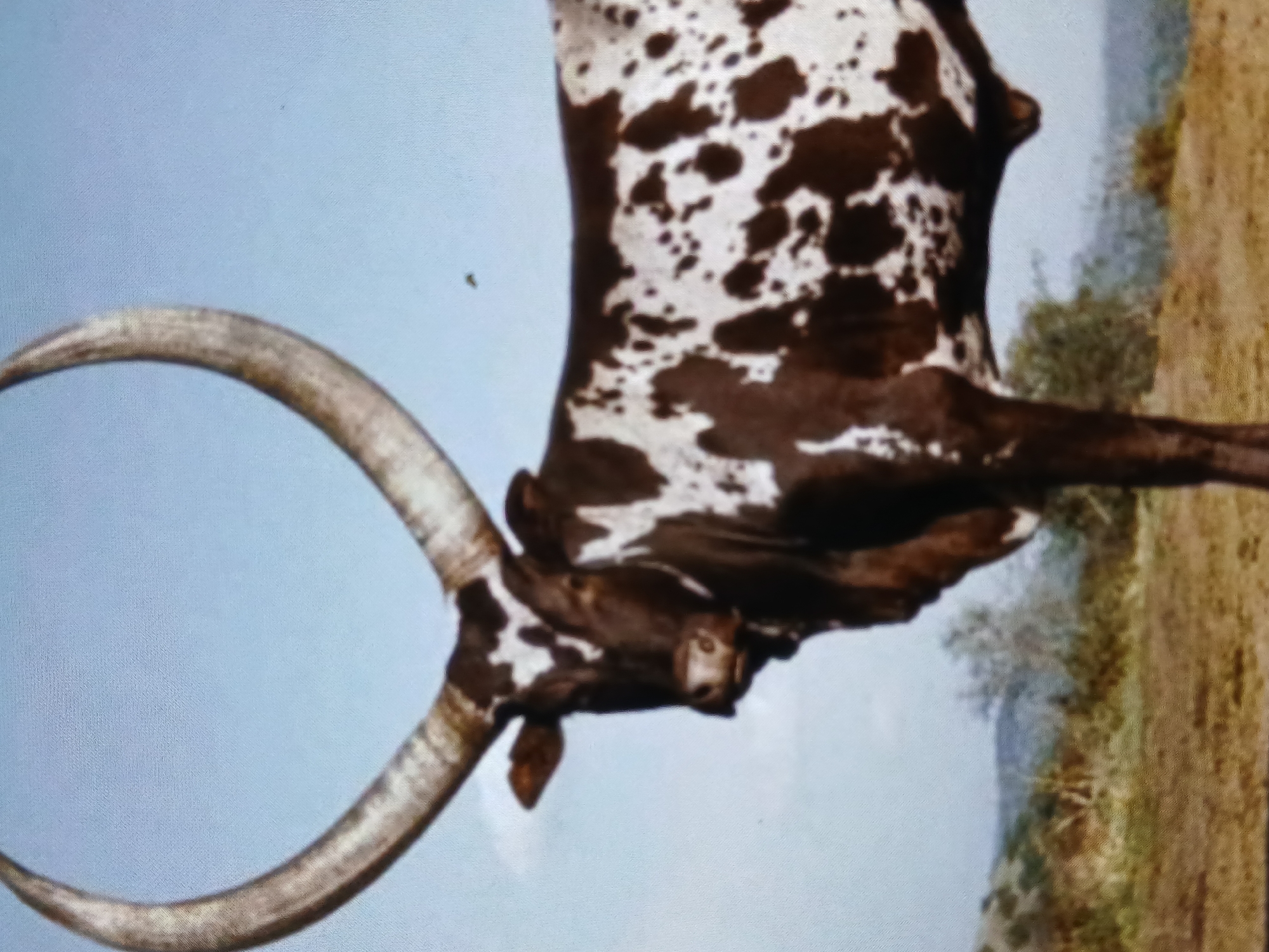 An Ankole-Watusi cattle with long horns and a brown and white spotted pattern stands with a blue sky in the background. To the right of the cattle is a dirt area with greenery. The location is unknown.
