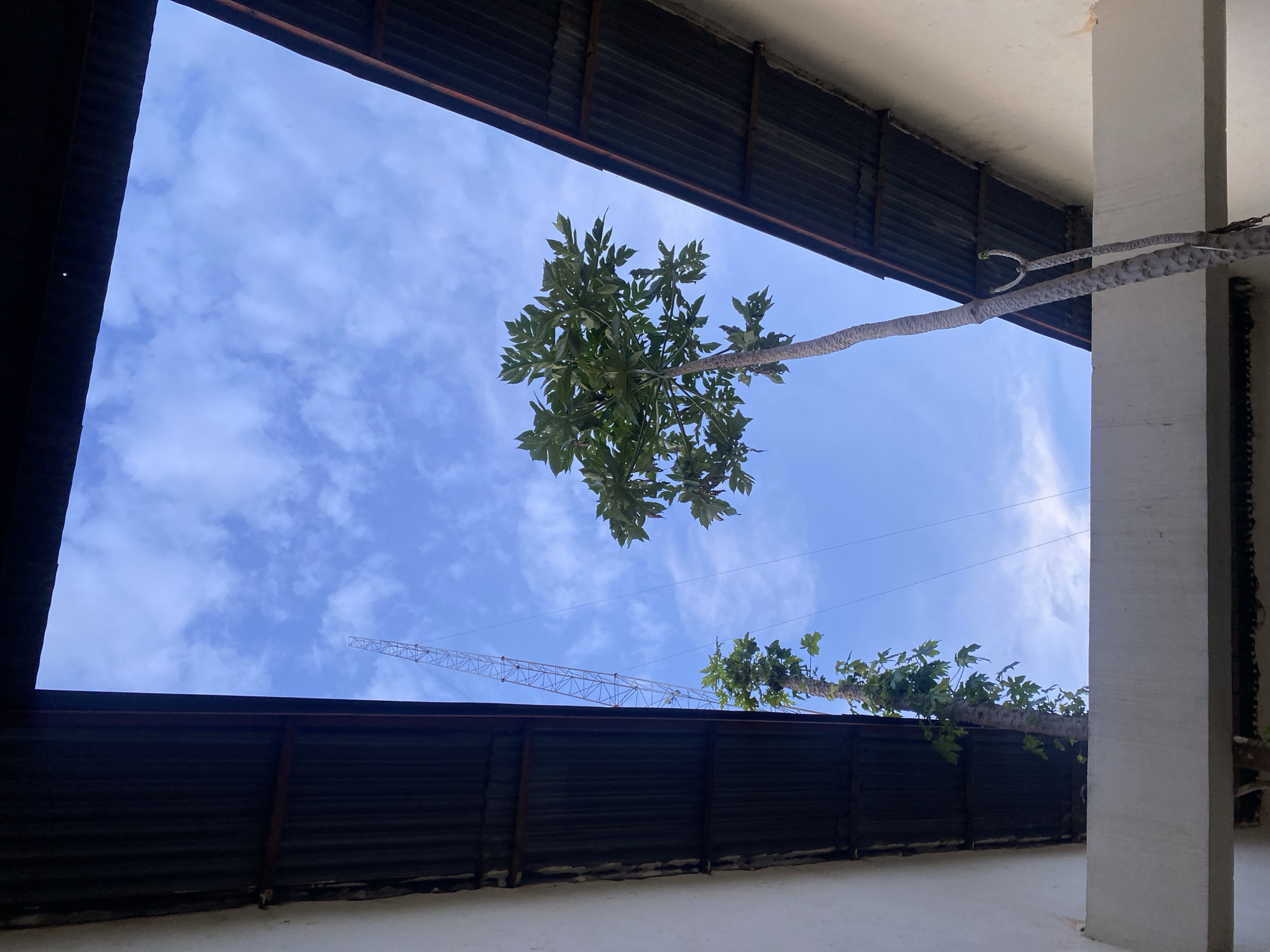 The image depicts a view looking up at a blue sky with scattered clouds, framed by the corrugated metal roofs of two buildings. In the center of the frame, two tall, slender trees are growing upwards, their green foliage reaching towards the sky. To the left of the trees, a tall, lattice-like radio tower is visible. The overall scene suggests an outdoor area, possibly a courtyard or an alleyway, within an urban or semi-urban setting in Rafin Par, Nigeria. The perspective is from a low angle, emphasizing the height of the trees and the tower against the sky.