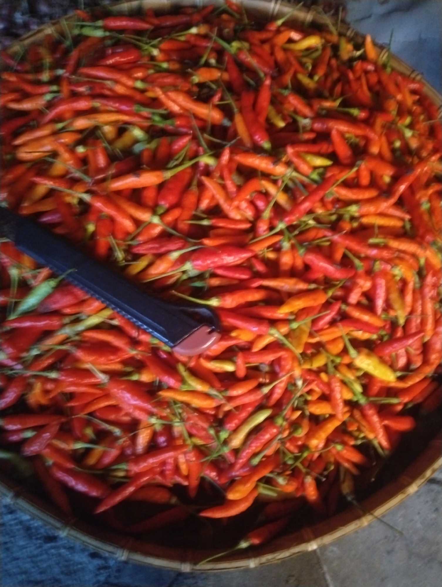 In Wanasaba Daya, Indonesia, a close-up, high-angle shot captures a woven basket filled with a large quantity of ripe red and orange chili peppers. A black utility knife with a serrated blade and a reddish-brown handle lies diagonally across the peppers, its blade partially inserted among them, suggesting preparation or harvesting. The peppers are small and elongated, with visible green stems on many. The background shows a textured, gray surface and a hint of woven material at the top, likely from another basket or container. The lighting is natural and overhead, highlighting the vibrant colors of the chilies. The image is focused on the texture and abundance of the peppers.