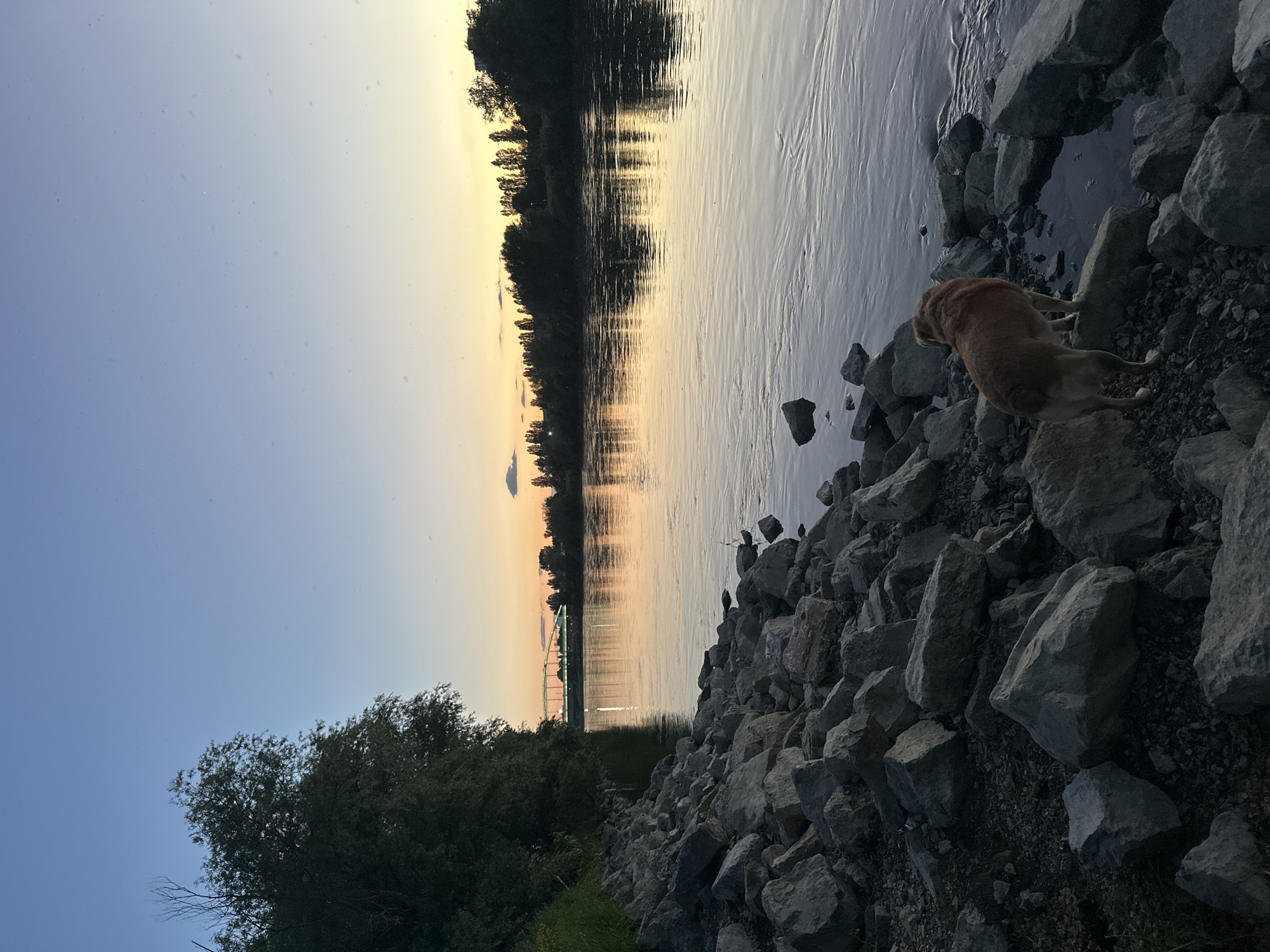 The image captures a scenic view of the Sava River, likely in Zagreb, Croatia. A brown dog is standing on a rocky embankment near the river's edge. The water reflects the colors of the sunset. Trees line the opposite bank. A bridge is visible in the distance. The sky is transitioning from blue to shades of orange and yellow. Vegetation grows along the lower left. The scene appears serene.