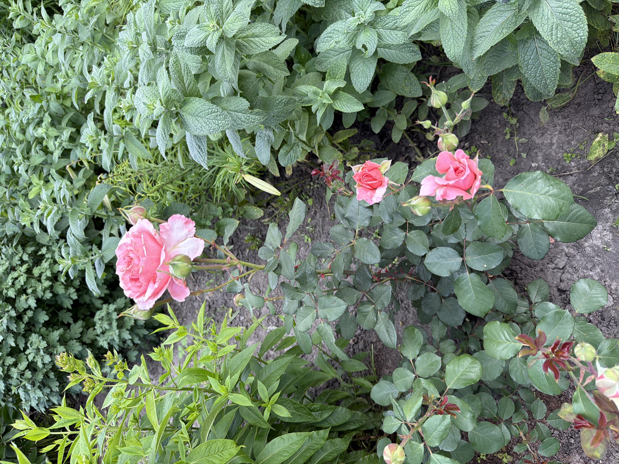 A close-up, eye-level outdoor shot captures a garden scene with several pink roses in bloom and various green plants. The roses, with their delicate petals, are the focal point, showcasing different stages of bloom. In the background, a dense collection of lush green foliage, possibly mint or a similar herb, creates a textured backdrop. The ground is covered with dark soil, indicating a natural, unpaved setting. The overall impression is one of natural beauty and tranquility, consistent with a garden in Marianivka, Ukraine.