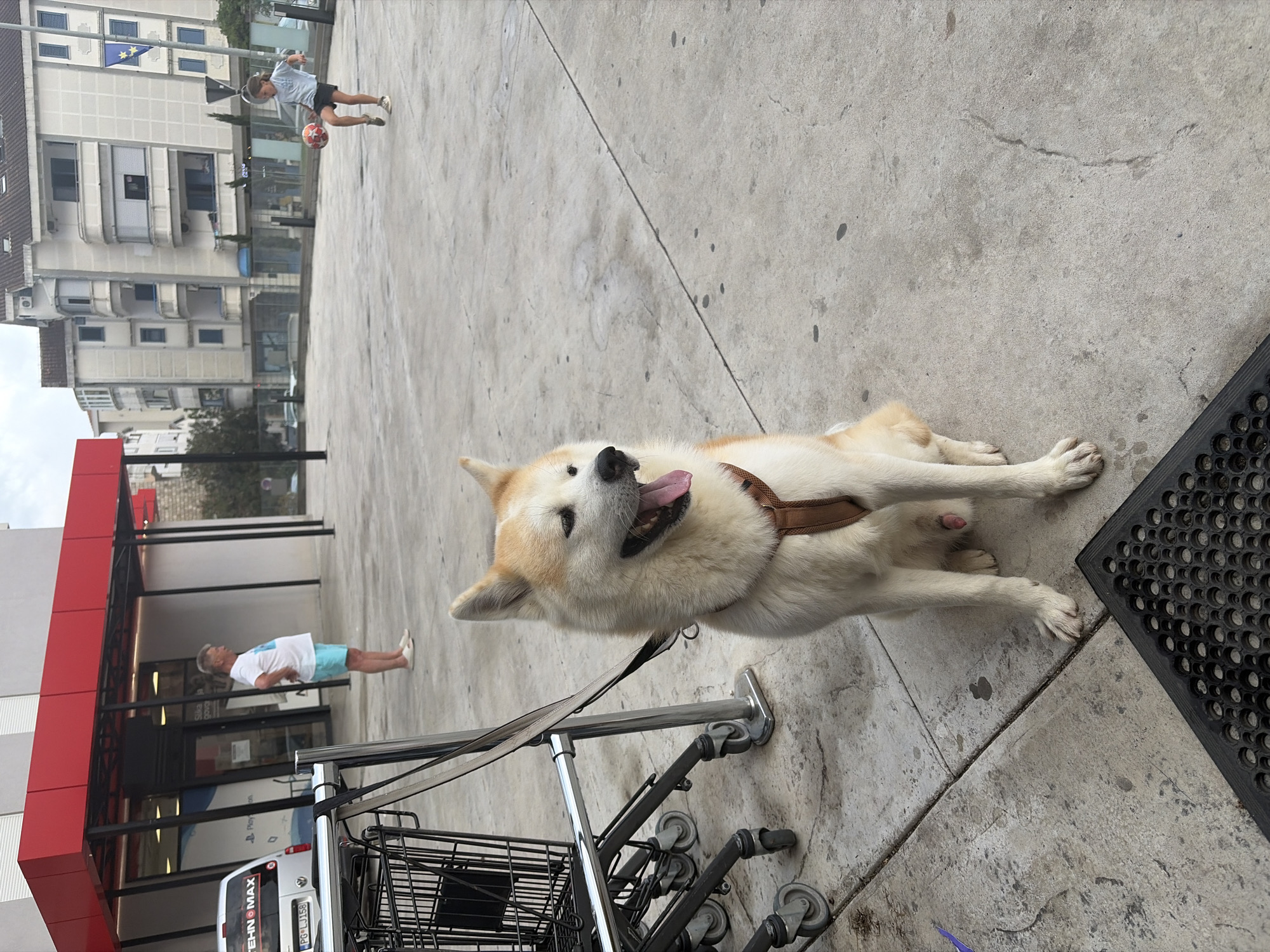 A cream and white Akita dog is the central subject, sitting on a grey concrete sidewalk with its tongue out, looking towards the viewer. The dog wears a brown harness and is leashed to a stack of metal shopping carts, positioned to its left. Its paws are extended forward, suggesting a relaxed posture.
In the background, a boy in a light blue shirt and dark shorts is playing with a red and white soccer ball further down the street. Behind him, several multi-story apartment buildings with balconies line the urban landscape. A European Union flag, blue with yellow stars, is visible on a pole attached to one of these buildings.
To the left of the dog, a man in a white t-shirt and blue shorts stands near a commercial building with a red awning. Through the glass storefront, the word "Playstation" is visible, suggesting an electronics or gaming store. A white van is parked in front of this building, displaying the text "TEHNOMAX" and a license plate "PG-LJ156," which indicates Podgorica, Montenegro. Partially visible text on the storefront includes "Silika" or "gova."
The setting is an outdoor urban environment, likely a street or plaza in Budva, Montenegro, during overcast daytime. The ground is textured concrete with visible seams and minor wear. A black, patterned door mat is partially visible in the lower right corner of the frame.