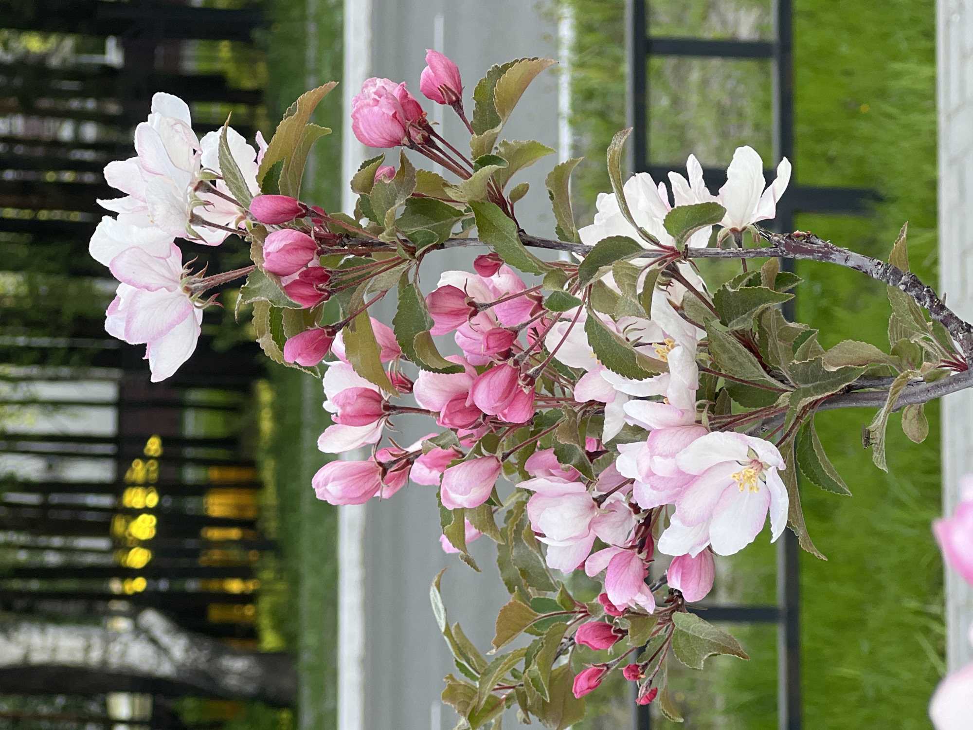 A close-up shot showcases a blossoming branch of a tree featuring pink and white flowers. The branch is oriented horizontally and dominates the frame. The flowers vary in stage, with some in bud and others fully bloomed. Leaves, green with serrated edges, accompany the flowers.
The background includes blurred elements suggesting an outdoor setting. To the left, there is a street, blurred, with light and dark areas that could be the reflections of street lights or sun on buildings. To the right, out-of-focus green suggests grass or vegetation. The vertical orientation of the image makes it likely that it was taken on the side of a building.
Based on the prompt, the location is Chaikovsky, Russia.