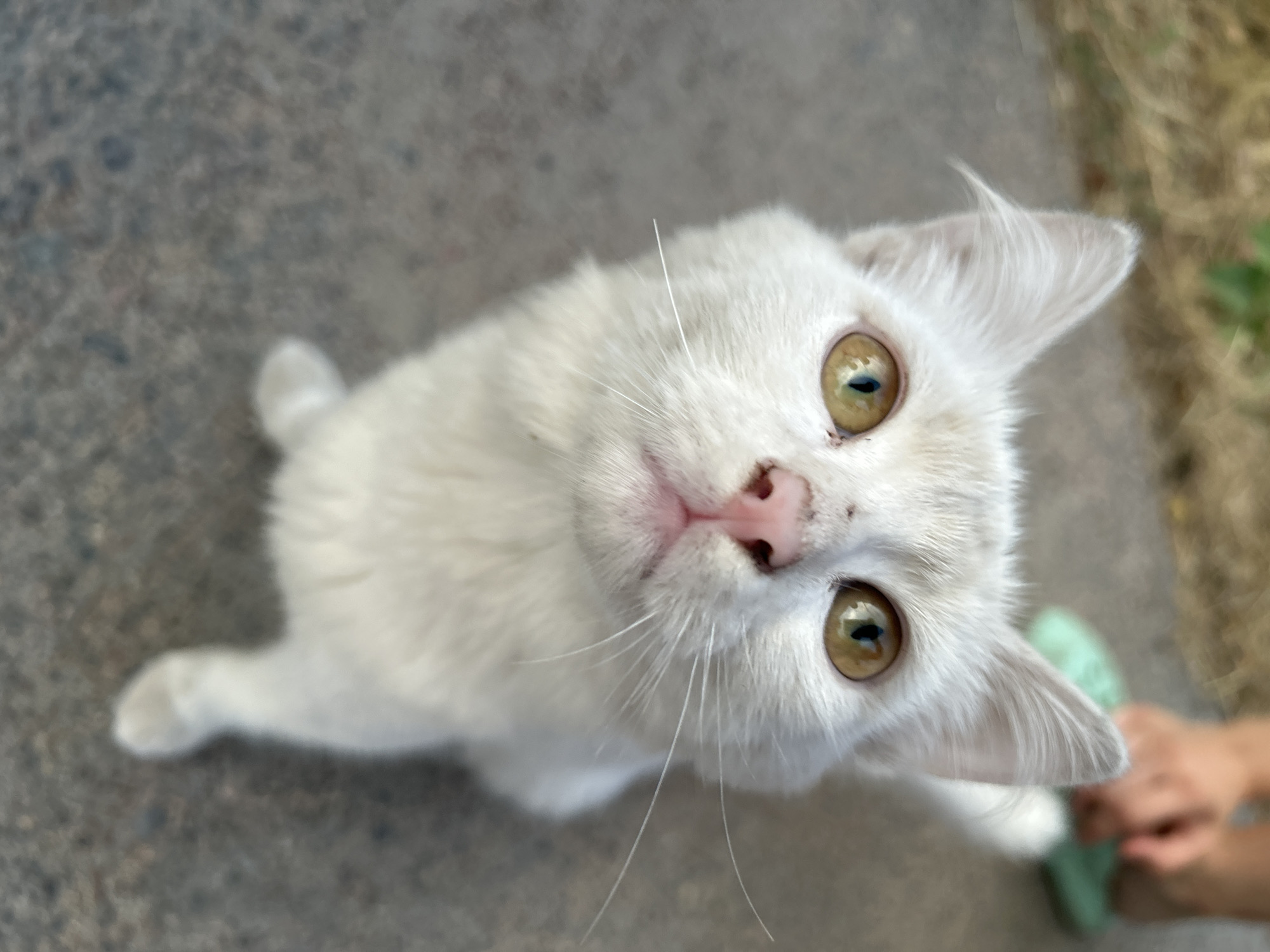 An extreme close-up, high-angle shot features a light-colored domestic cat with yellow-green eyes looking upward. Its pink nose and whiskers are clearly visible. The background is out of focus and appears to be an outdoor paved surface with some dry vegetation in the upper left corner. In the upper right corner, a blurred human hand and a green object, possibly footwear, are also visible. The scene is set in Boraldai, Kazakhstan.