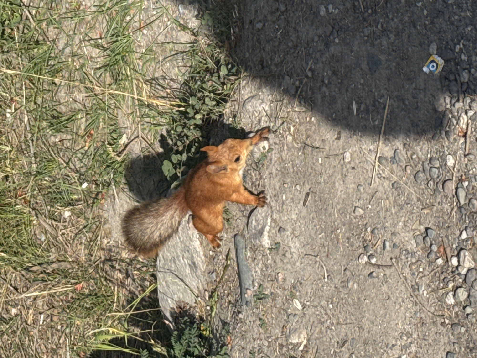 A reddish-brown squirrel is captured mid-stride on a gravelly path, its body angled towards the lower right of the frame. Its bushy tail is held high, curved over its back. The squirrel is positioned on a patch of dry, compacted dirt and small stones, with patches of dry grass and sparse green vegetation to its left and behind it. A large, light-colored rock is situated behind the squirrel, and to its left, there's a gray, elongated object partially embedded in the ground. A shadow, cast by an unseen object, covers the lower right portion of the image. In the bottom right corner of the frame, there is a piece of discarded blue and white packaging with a yellow circle and blue center visible. The environment suggests an outdoor, possibly urban or semi-urban, setting in Unknown, Kyrgyzstan.