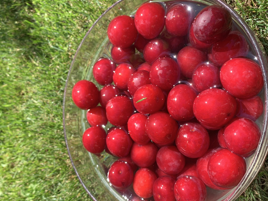 A clear glass bowl containing numerous red, round fruits is depicted, floating in transparent water. The fruits vary slightly in size, exhibiting a bright red hue with reflections and highlights from ambient light. A small green stem or blade of grass is visible on the surface of one fruit in the center-right. The bowl is positioned outdoors on a vibrant green grass surface, which is out of focus and occupies the upper portion of the image. The scene is illuminated by direct sunlight, casting subtle shadows and enhancing the fruits' color. This setting is located in Mykhailivka-Rubezhivka, Ukraine. No individuals or actions are visible beyond the arrangement of the fruits in the bowl.