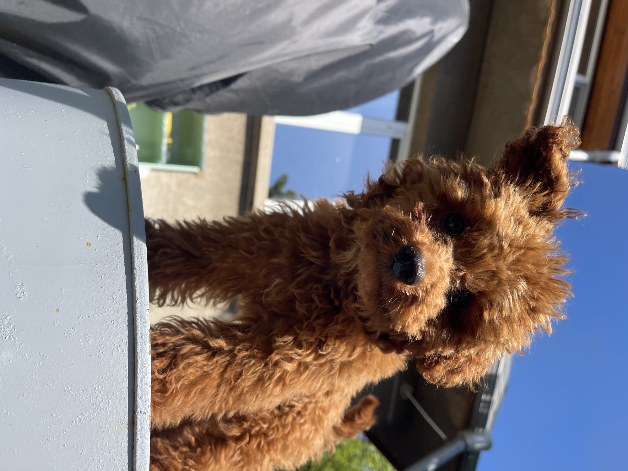 A close-up, low-angle shot of a small, brown, curly-haired dog with a black nose and dark eyes, peering from behind a light grey, possibly metallic, container or object. The dog is the primary subject, and its fur is highly textured. The background includes sections of a building exterior, visible sky, and a possible covered structure in the upper left. The photo appears to be taken outdoors in daylight. No specific indicators of Sofia, Bulgaria, are visible in the image.