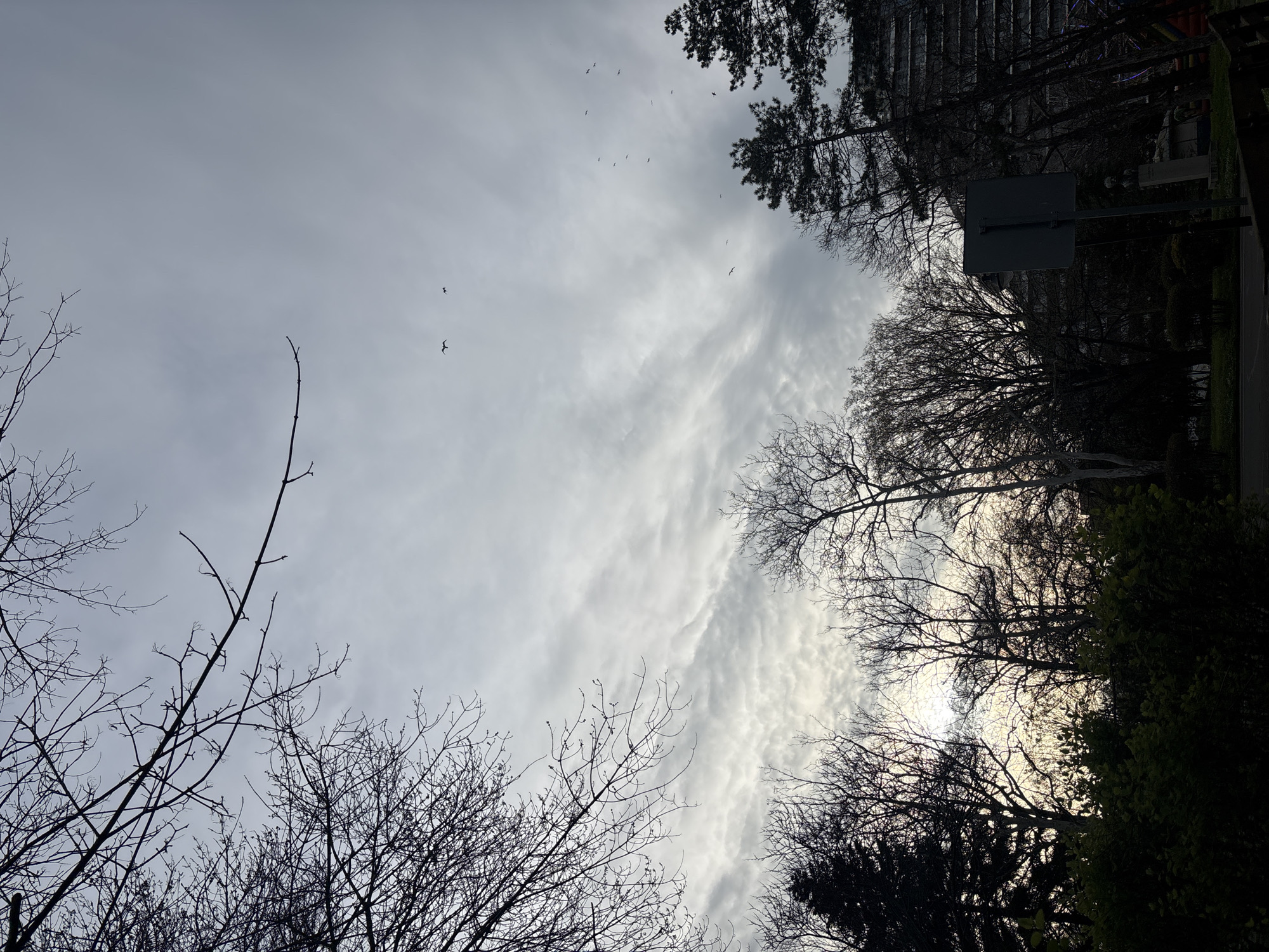 The image shows a view looking upwards at a cloudy sky, framed by silhouetted trees. The trees are mostly bare, suggesting late autumn or winter. Some evergreen foliage is visible on the right. A signpost is seen among the trees, partially obscuring a building. The sky is overcast with striated cloud formations. Several birds are scattered throughout the frame. The location is Burgas, Bulgaria. No people are visible.