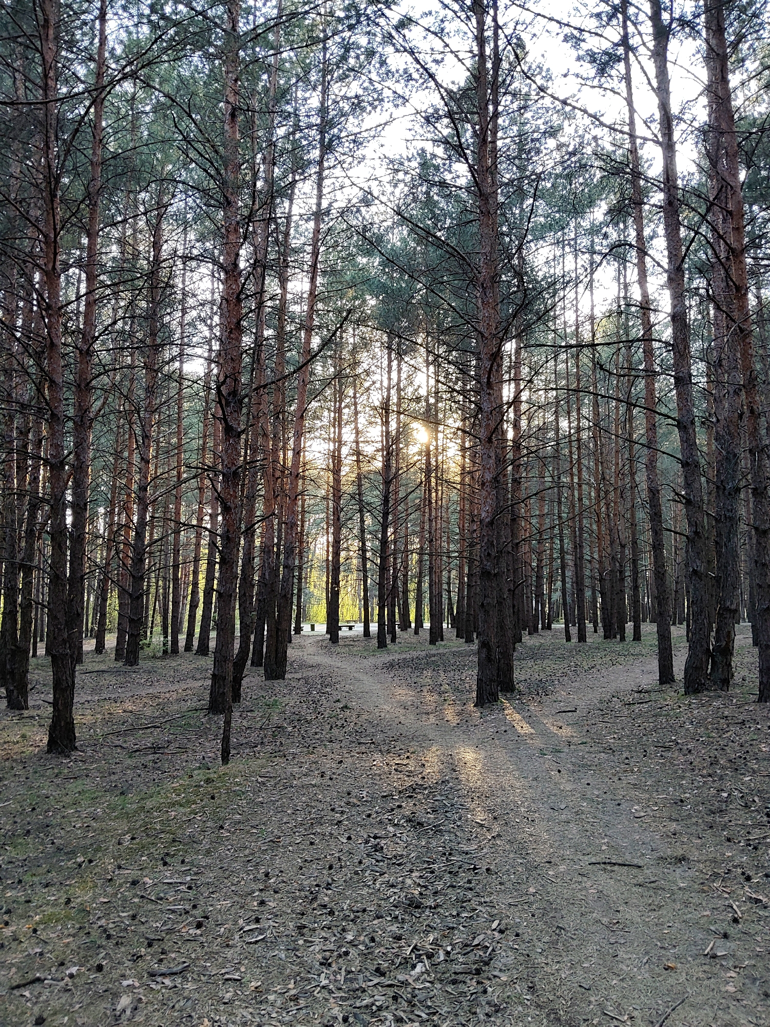 The image depicts a sunlit pathway through a dense pine forest. Tall, slender pine trees with reddish-brown bark dominate the scene. The forest floor is covered with pine needles, cones, and sparse undergrowth. Sunlight filters through the trees, creating a play of light and shadow on the path. A bench is partially visible in the distance, directly along the sunlit path. The location is likely in a park or forest area within Moscow, Russia, given the prevalence of pine forests in the region. No people or animals are immediately visible in the frame. The scene appears serene and natural.