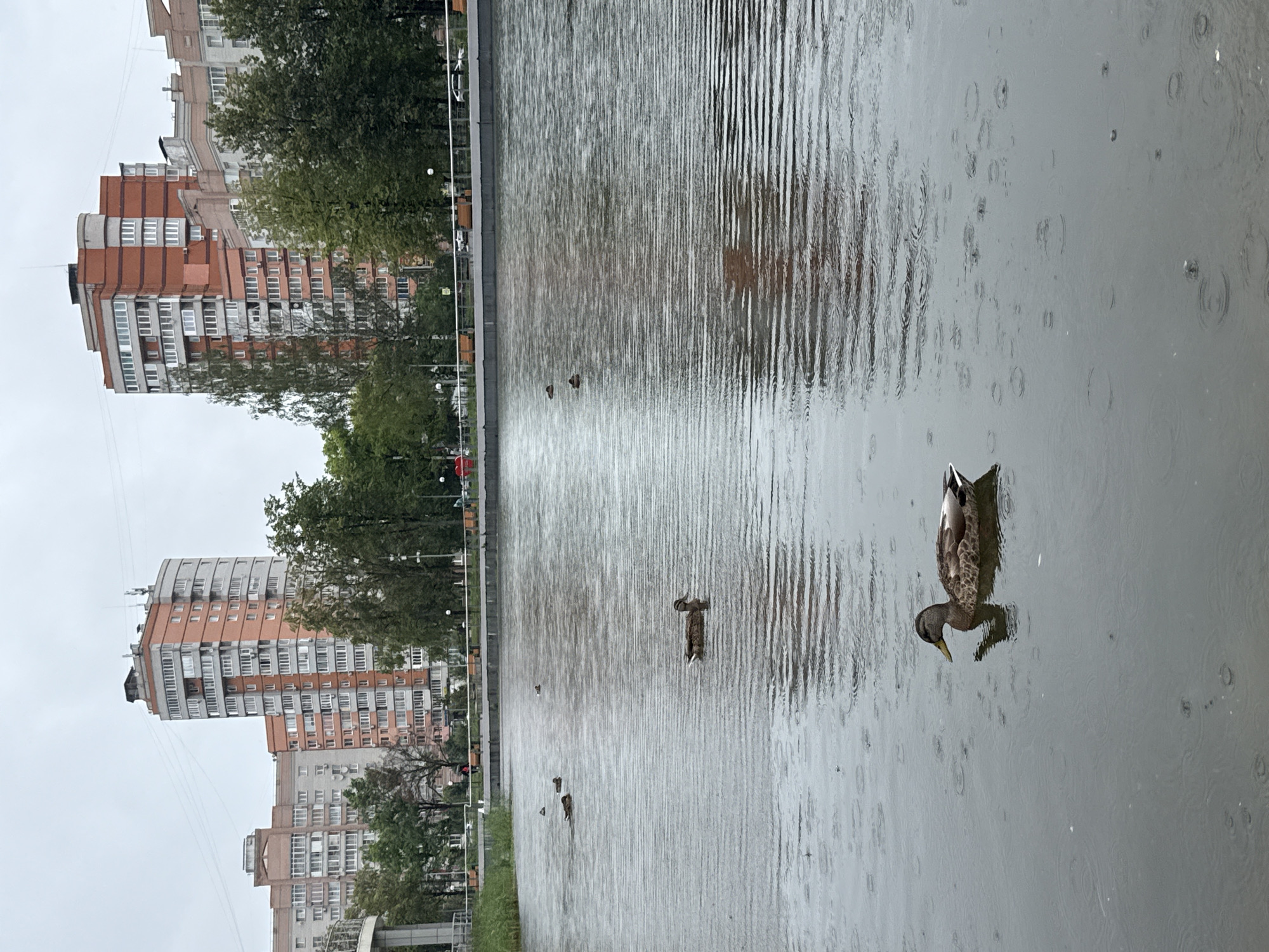 The image shows a rainy day scene at a body of water, likely a pond or lake, in the city of Rusanovo, Russia. In the foreground, a single duck swims on the rippling water, with visible raindrops creating concentric circles on the surface. Further out on the water, several other ducks are scattered. The background features a row of tall, multi-story buildings, characterized by their orange and grey facades, with numerous windows. Trees with green foliage line the edge of the water, and a paved walkway with benches is visible behind the trees. The sky is overcast, contributing to the somber mood of the day. A few blurry human figures can be seen walking along the walkway. The overall environment appears to be an urban park or recreational area.