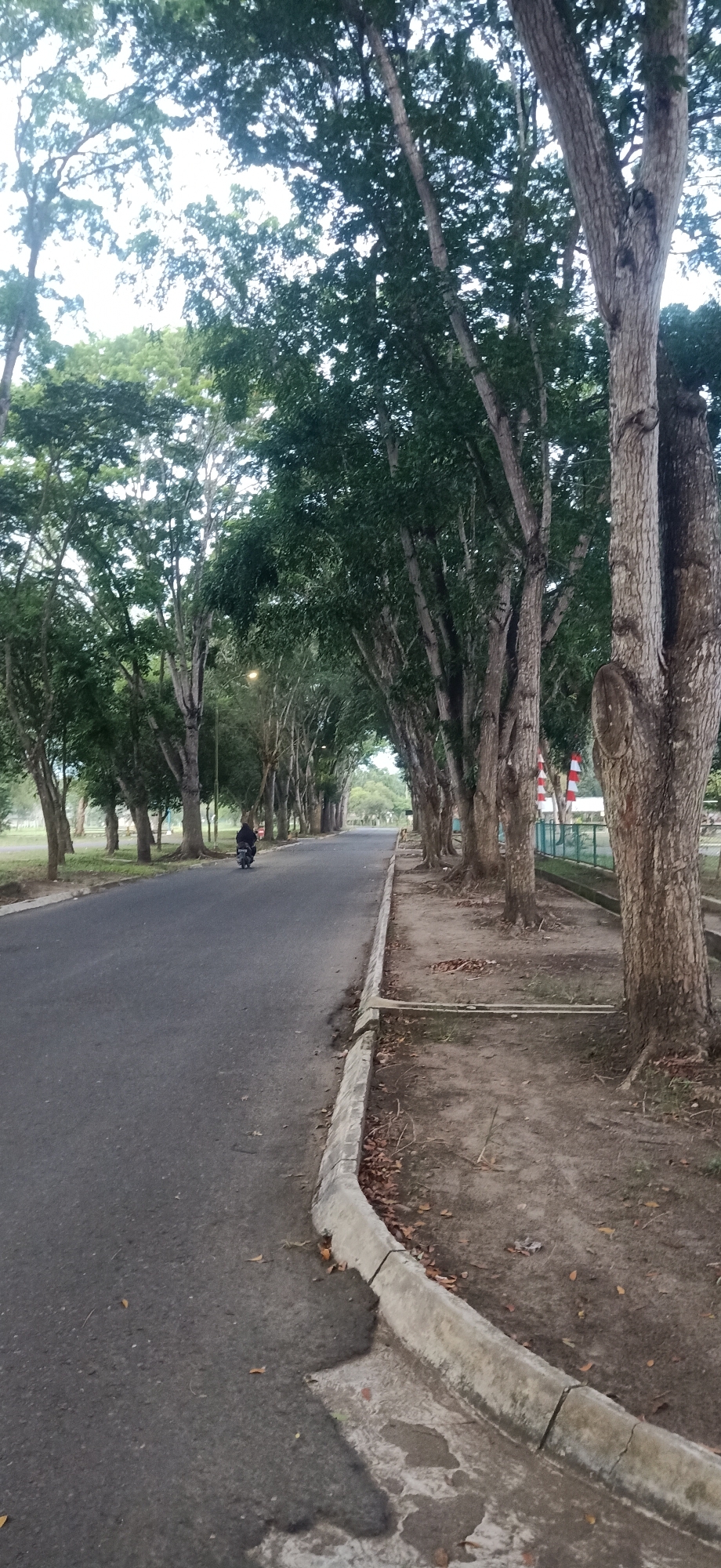 The image depicts an asphalt road lined with mature trees with dense green canopies. The road curves slightly to the left and is bordered by a concrete curb. On the right side of the road, there is a strip of dry earth with fallen leaves and scattered grass, also lined by the base of the trees. A person is riding a motorcycle down the road in the distance, moving away from the camera. The sky is overcast, suggesting a cloudy day. The overall environment appears to be a park or a tree-lined avenue within the city of Tambontunong, Indonesia.
