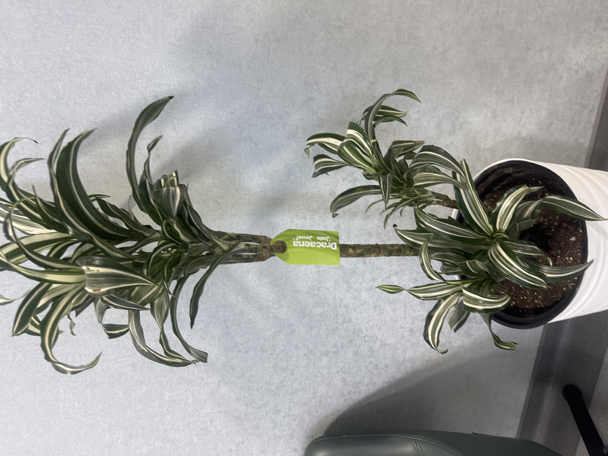 An indoor potted plant, identified by a green tag as "Dracaena - Uncle Jewel," stands against a textured gray wall. The plant has long, variegated leaves with green and white stripes, arching downwards. It is housed in a white, ribbed pot filled with dark soil. To the left of the plant, a portion of a dark green, upholstered chair is visible. The lighting suggests an indoor environment, possibly an office or residential space, with a faint shadow cast on the wall behind the plant. The scene is devoid of people and any immediate action or interaction. The location is not discernible from the visual information provided.