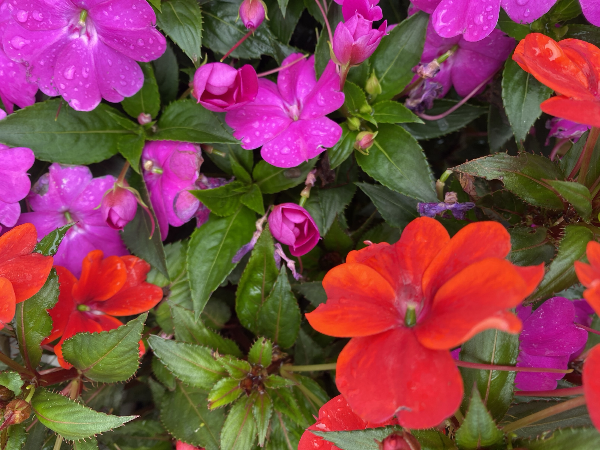 The image depicts a cluster of flowers in varying shades of pink and red, interspersed with green foliage. Water droplets are visible on some of the petals, suggesting recent rain. The flowers appear to be Impatiens, commonly known as Busy Lizzies. The scene is likely located in a garden or public flower bed. Given the prompt's location information, the image may originate from Lâm Viên in Đà Lạt, Vietnam, known for its flower cultivation.