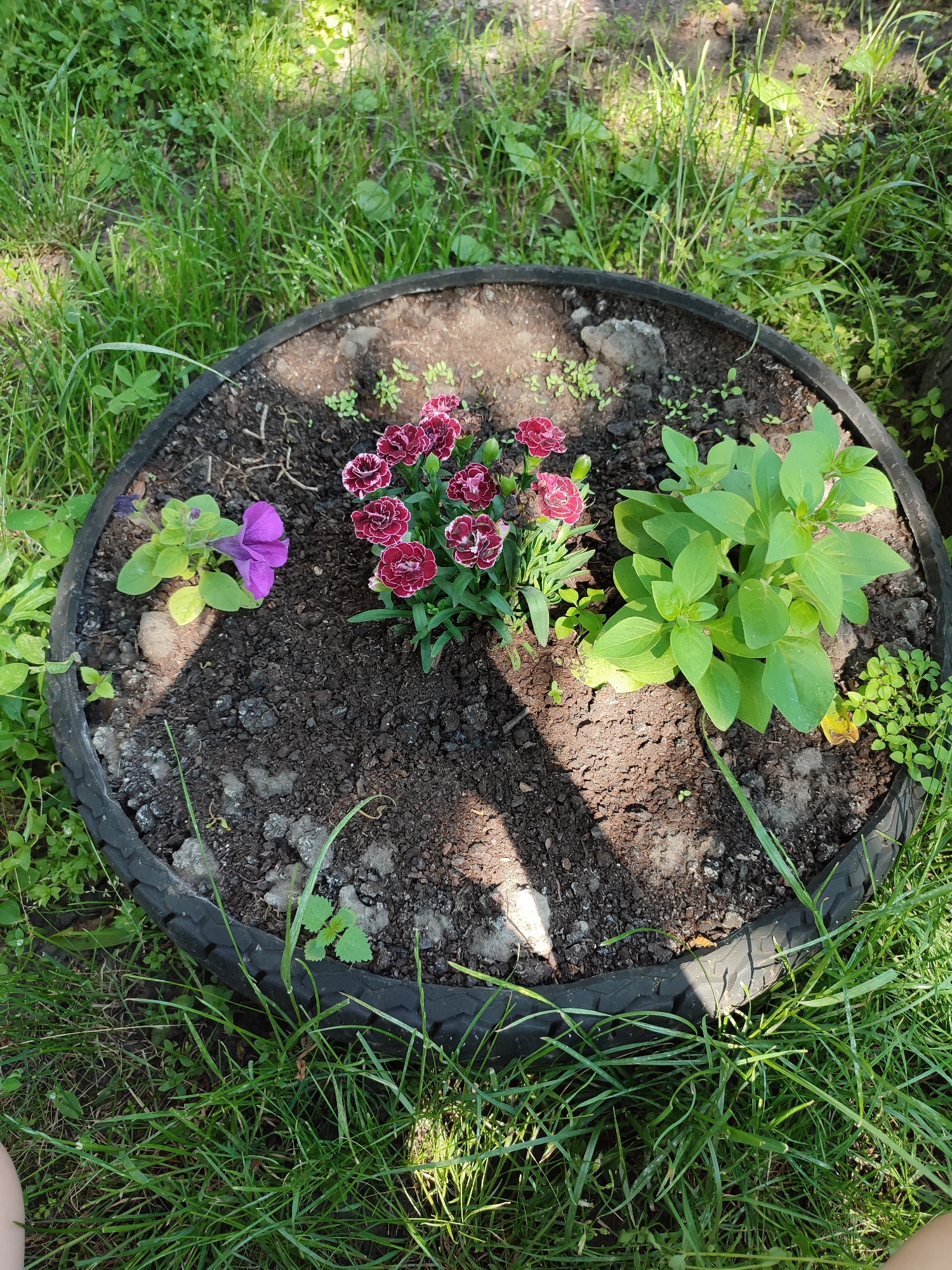 A top-down, high-angle shot captures a circular garden bed fashioned from an old tire, situated in the village of Voskobiinyky, Ukraine. The tire, black and weathered, encloses dark soil where three distinct plants are growing. In the center, a cluster of deep pink carnations with white-edged petals stands out. To the left, a single vibrant purple petunia blooms, its petals spread wide. To the right, a lush plant with bright green, oval leaves occupies a significant portion of the space. The garden bed is surrounded by a dense growth of green grass, with some scattered dry leaves and small rocks visible within the soil. Sunlight casts dappled shadows across the scene.