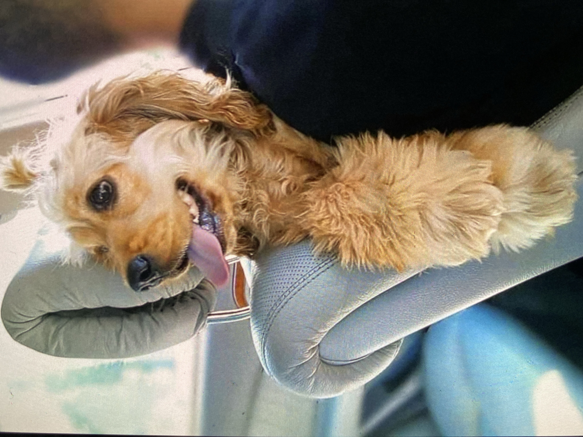 A medium-sized dog with shaggy, light brown and golden fur is pictured resting on a padded, light gray or off-white upholstered seat. The dog is positioned horizontally across the frame, looking directly towards the viewer with a wide, happy expression and its tongue slightly out. Its fur is long and wavy, framing its face.
The seat features distinct stitching and a section with a perforated texture, suggesting it could be a car or boat seat. A dark fabric, possibly part of the vehicle's interior or clothing, is visible in the background behind the dog's body. Below the seat, a hint of a light blue surface is visible. The overall impression is that of a cheerful and relaxed dog enjoying its comfort in what appears to be a vehicle interior. There is no visible text in the image.
