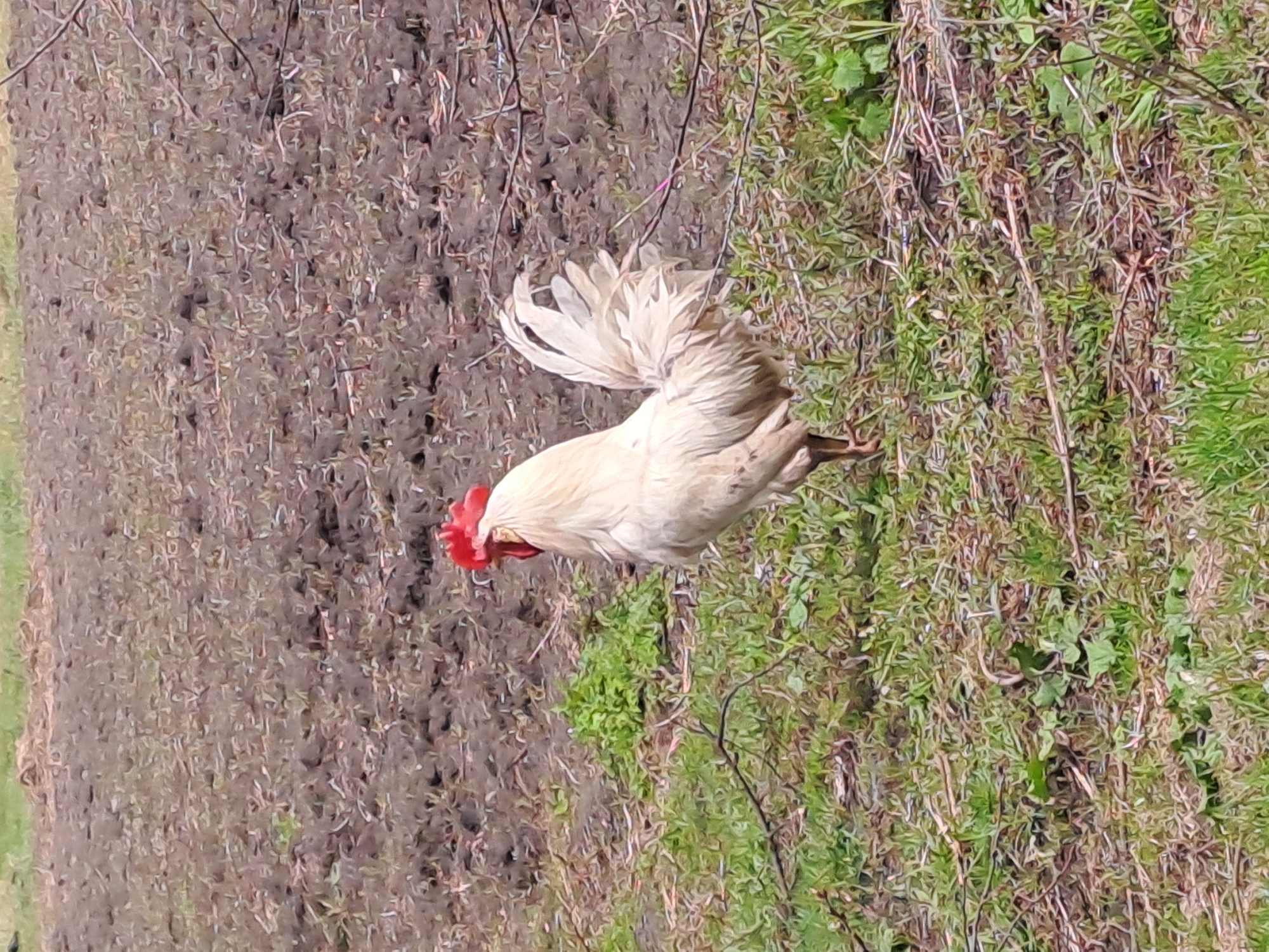 This image captures a white rooster in an outdoor, rural environment, likely in Зыково, Russia. The rooster is the central subject, positioned with its body angled towards the right side of the frame. It features prominent bright red comb and wattles on its head, which is slightly lowered as if foraging. Its plumage is predominantly white, with a long, elegant tail composed of curled white feathers.
The ground around the rooster is a mix of textures and colors. To the left of the frame, there is a large expanse of dark, presumably tilled or muddy earth, suggesting a garden or field. To the right and beneath the rooster, the ground is covered with sparse vegetation, including dry, brownish grasses and twigs, interspersed with patches of vibrant green grass and weeds. Thin, dark branches are visible, some lying on the ground and others extending into the upper portion of the frame. The lighting indicates a bright, clear day. There are no human subjects or visible text. The overall scene depicts a common farm animal in its natural, rustic habitat. The image is oriented sideways, with the rooster appearing on its side.