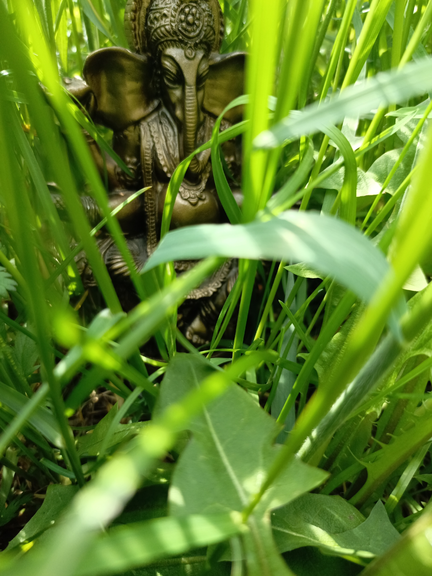 The image depicts a statue of Ganesha, the Hindu deity with an elephant head, partially hidden amongst tall green grass and broad-leafed plants. The statue is bronze or a similar dark metallic color. The plants appear to be growing outdoors in natural sunlight. The location is purported to be Zalesovo, Russia, though there are no visible landmarks or features to confirm this. There are no people visible in the image. The subject is a statue of Ganesha. The objects are the statue and the surrounding vegetation. There are no visible actions or interactions. The environment appears to be a grassy area.