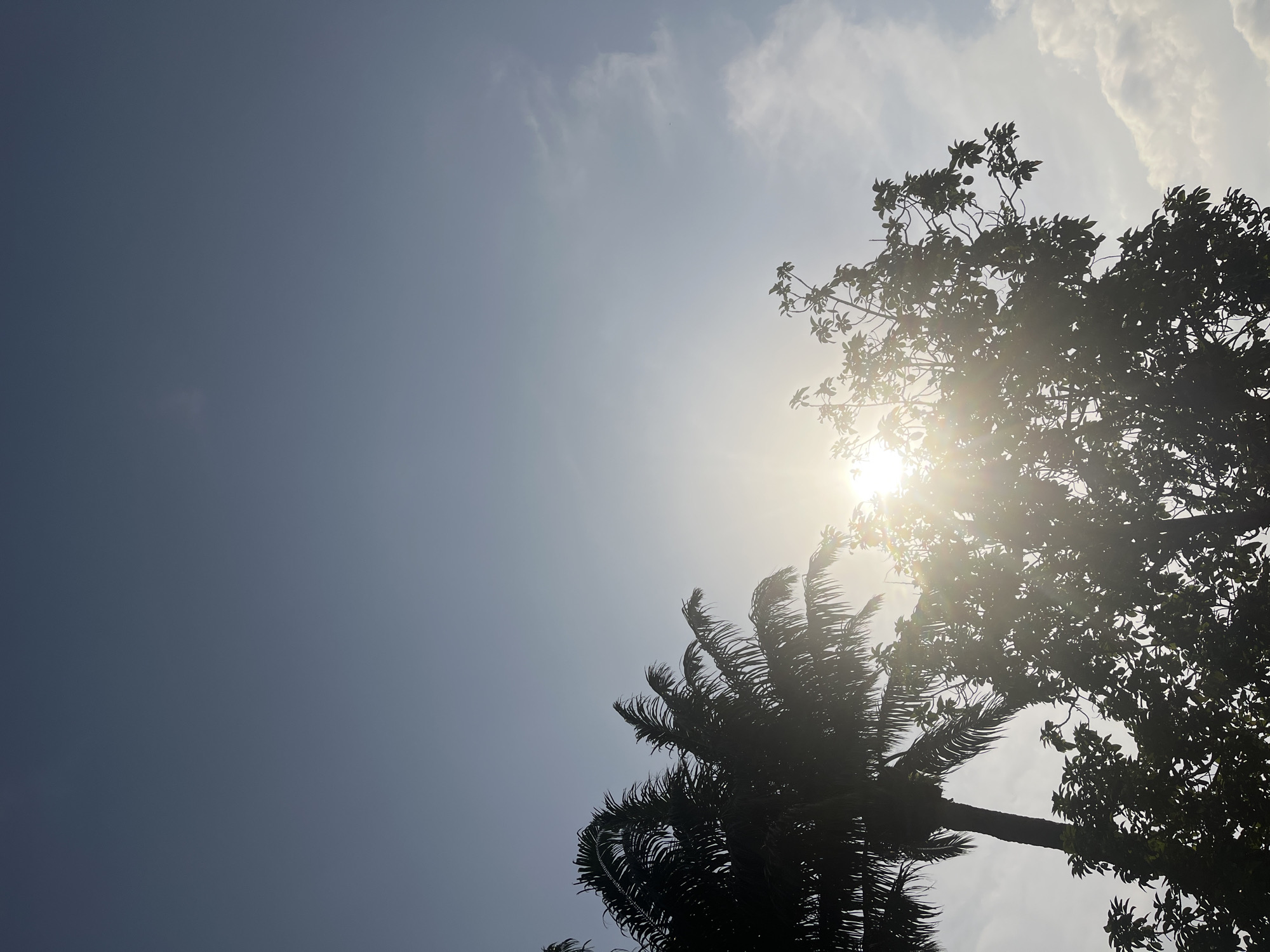 The image presents an upward perspective of a bright sky dominated by a strong, central sunburst. Two trees are silhouetted prominently against the intense light. On the lower right, a palm tree features dark, feathery fronds, while another broadleaf tree with denser foliage is visible above and to its left, both rendered in dark contrast by the backlighting.
The sky displays a gradient of color, shifting from a darker greyish-blue on the far left to a lighter, almost white hue near the sun. Scattered white clouds are discernible, particularly in the upper right quadrant, adding texture to the bright sky. The sun is the most luminous element, creating a powerful lens flare and emphasizing the intricate outlines of the trees' branches and leaves.
The scene suggests a sunny day, likely midday or early afternoon, given the high position and intensity of the sun. The presence of a palm tree indicates a tropical or subtropical environment, aligning with the provided location context of Ikot Ekpene, Nigeria. No activity is taking place, and no text is visible in the image.