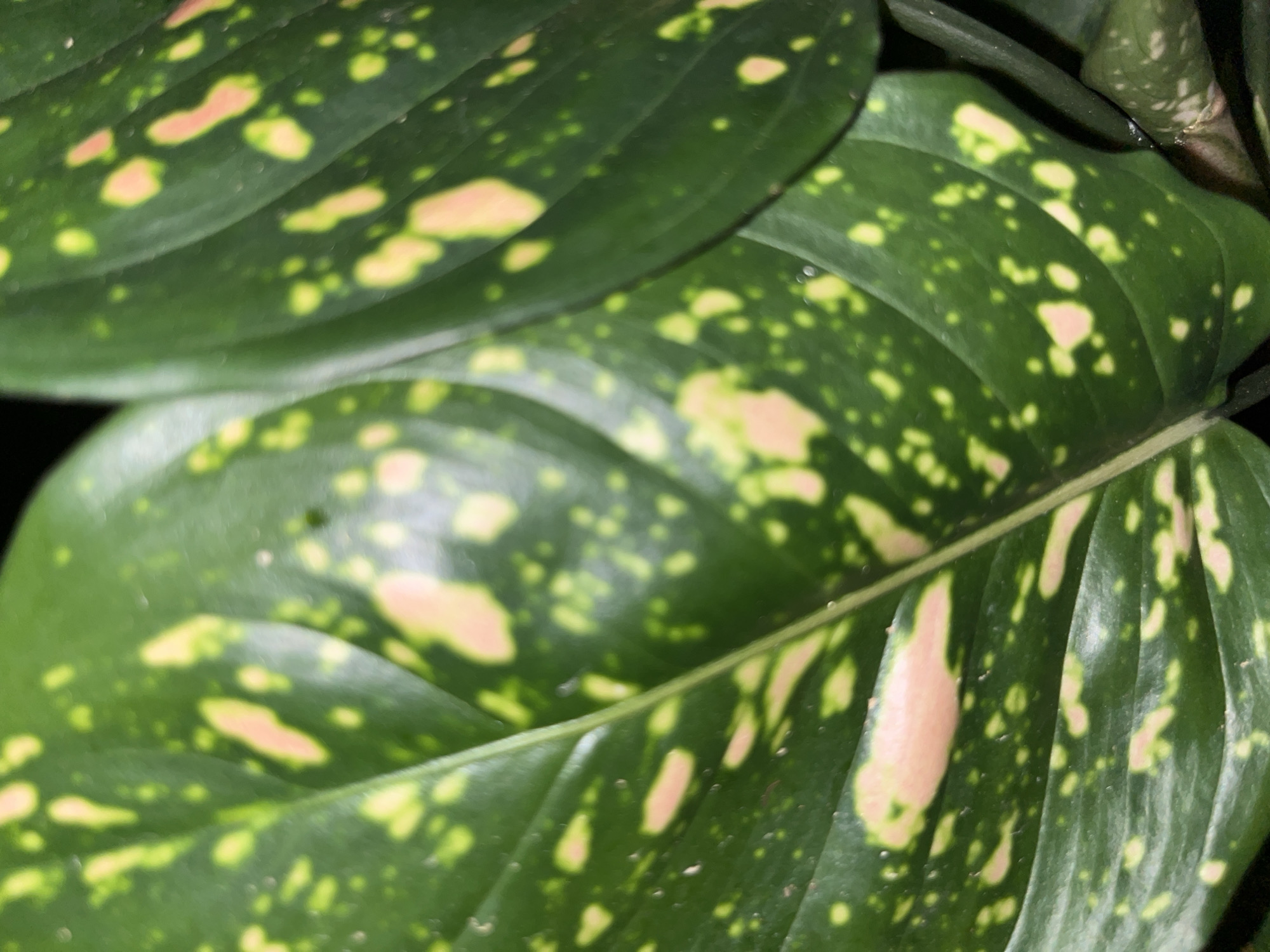 The image shows a close-up of several large, green leaves with irregular splotches of light pink and yellow. The leaves have prominent veins running through them. The lighting is dim, suggesting the photograph was taken indoors or at night. The background is dark and out of focus, with hints of darker green foliage. No people, actions, or interactions are visible. The scene is that of a close-up of a plant's leaves. The location in Lhokseumawe, Indonesia, is not evident from the image itself.