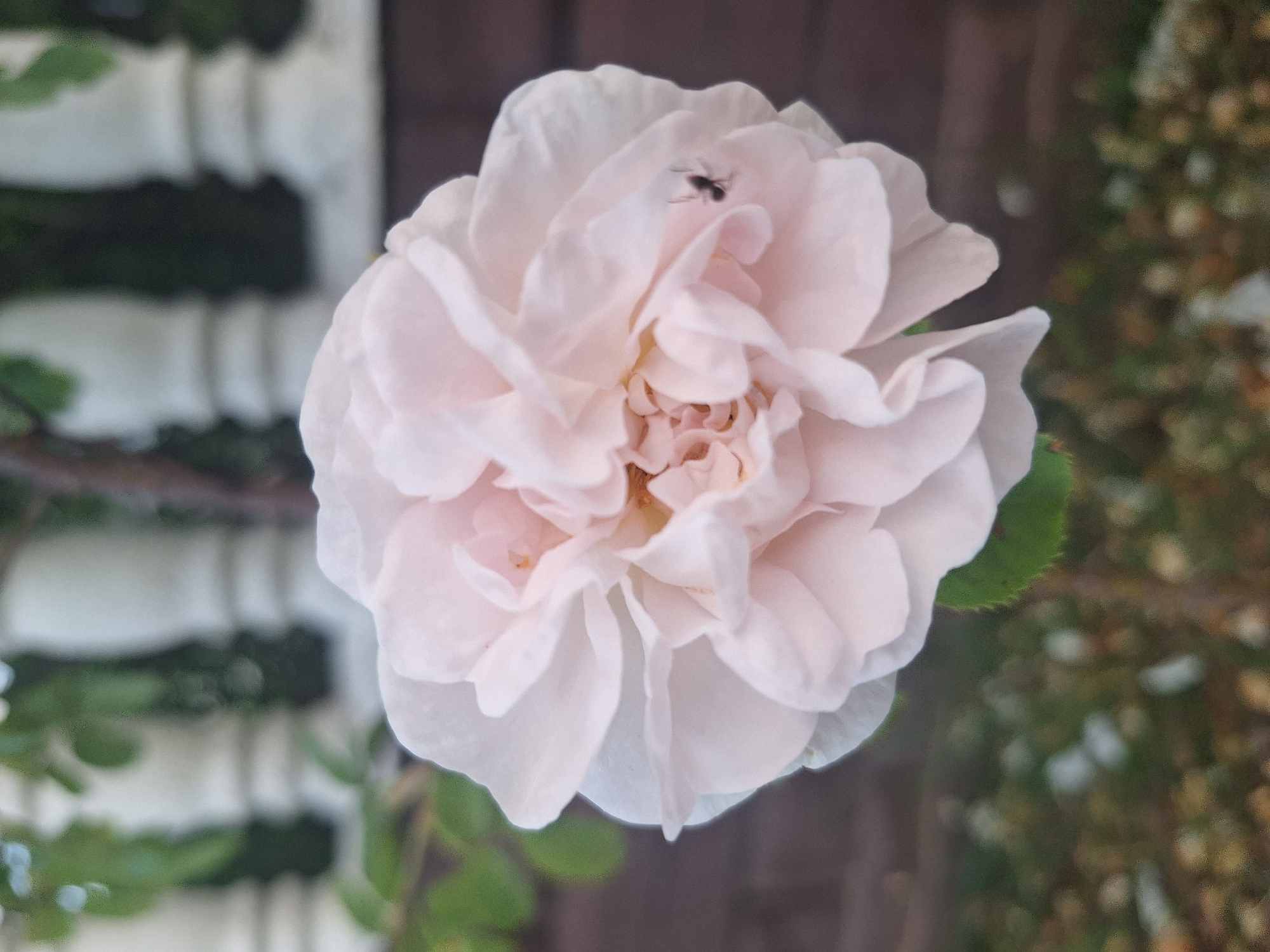 A close-up, top-down shot showcases a delicate, pale pink rose in full bloom. The rose petals are soft and ruffled, with subtle variations in shade from nearly white at the edges to a deeper pink in the center. Perched on one of the upper petals is a small, dark insect, its silhouette clearly defined against the soft flower.
The background is blurred, providing a soft focus that emphasizes the rose. To the left, there are hints of a white structure with dark horizontal elements, possibly part of a fence or garden trellis, interspersed with blurred green foliage. To the right, the background is a soft wash of greens and browns, with flecks of lighter colors suggesting out-of-focus leaves or flowers. The overall lighting appears soft, suggesting it might be daytime, possibly early morning or late afternoon, with diffused light. The setting is likely a garden or outdoor natural environment. The image evokes a sense of natural beauty and tranquility. There is no visible text in the image.
