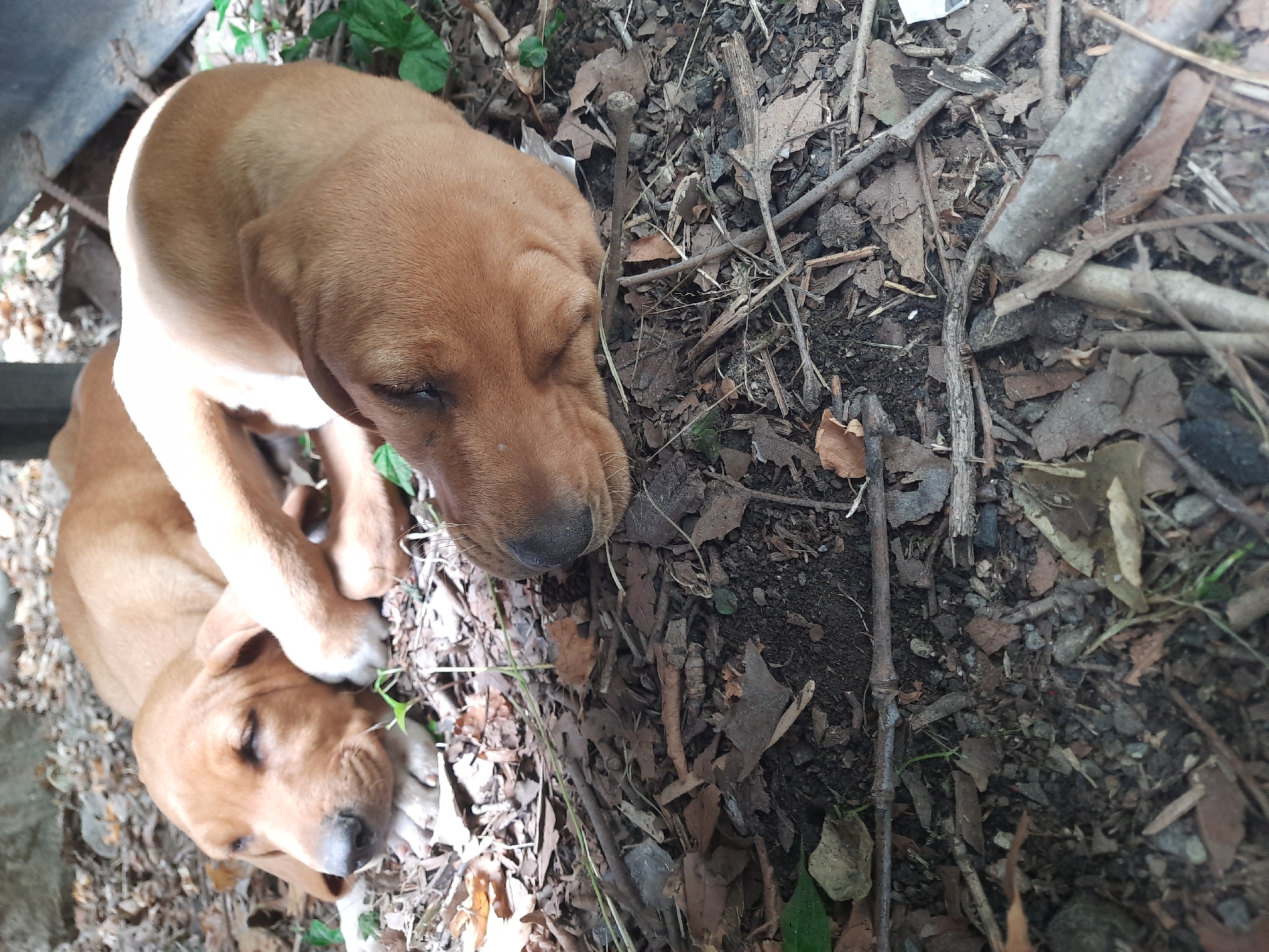 Two tan-colored puppies are sleeping on a bed of dried leaves, twigs, and soil. The puppies are lying next to each other, with one puppy's head resting on the other's body. The ground appears to be in an outdoor setting, possibly a wooded area or garden. The image was taken in Ayvacık, Turkey.