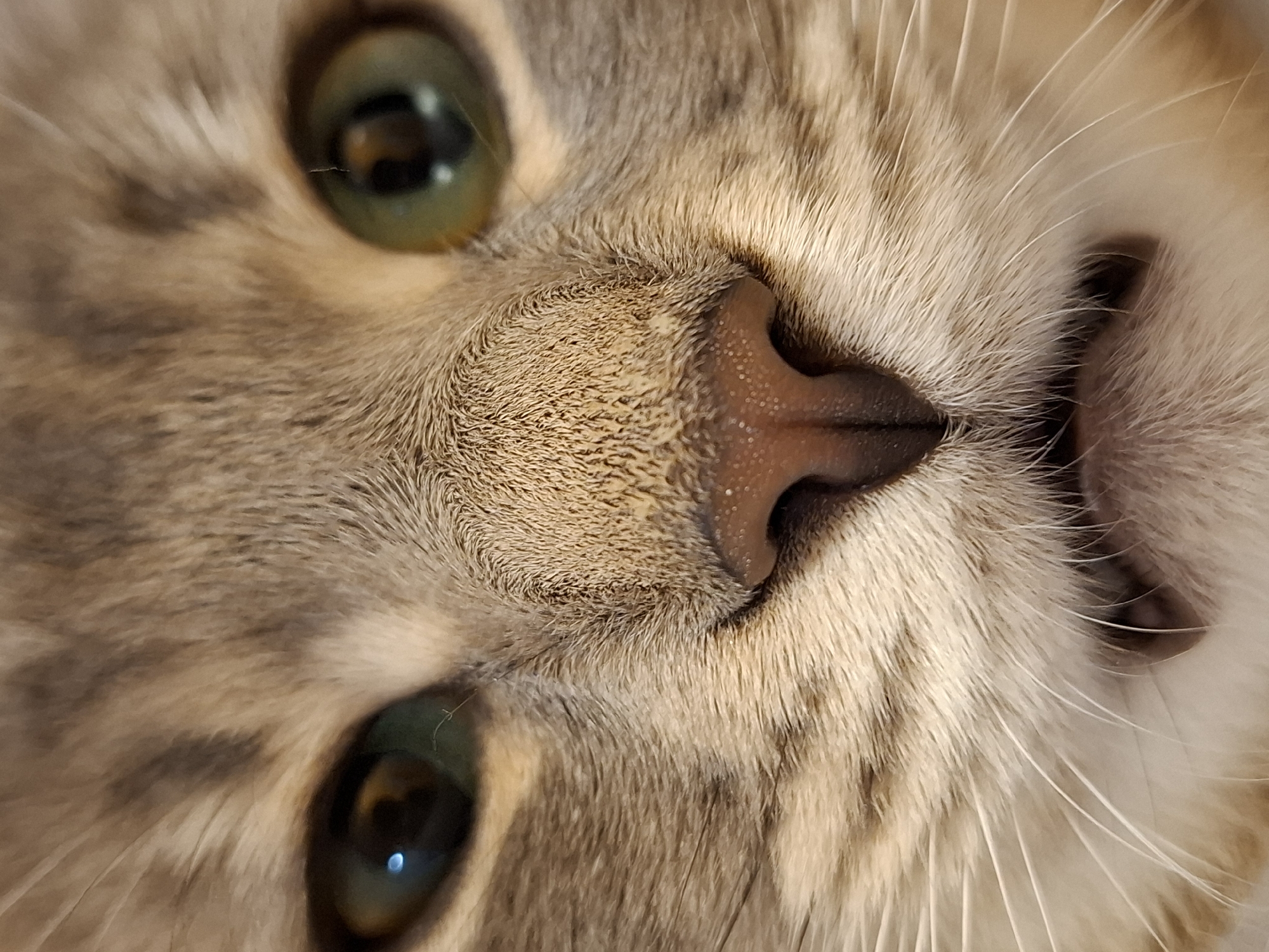 A close-up, slightly angled, and high-resolution photograph showcases the face of a gray tabby cat. The cat's face dominates the frame, with its left eye positioned at the upper left corner and its right eye visible in the lower left. The cat has green eyes with visible reflections. The nose, centrally located, is pinkish-brown with textured skin. White whiskers are prominent on the right side of the image. The fur is light gray and brown with subtle stripes. The location and city cannot be determined from this image.