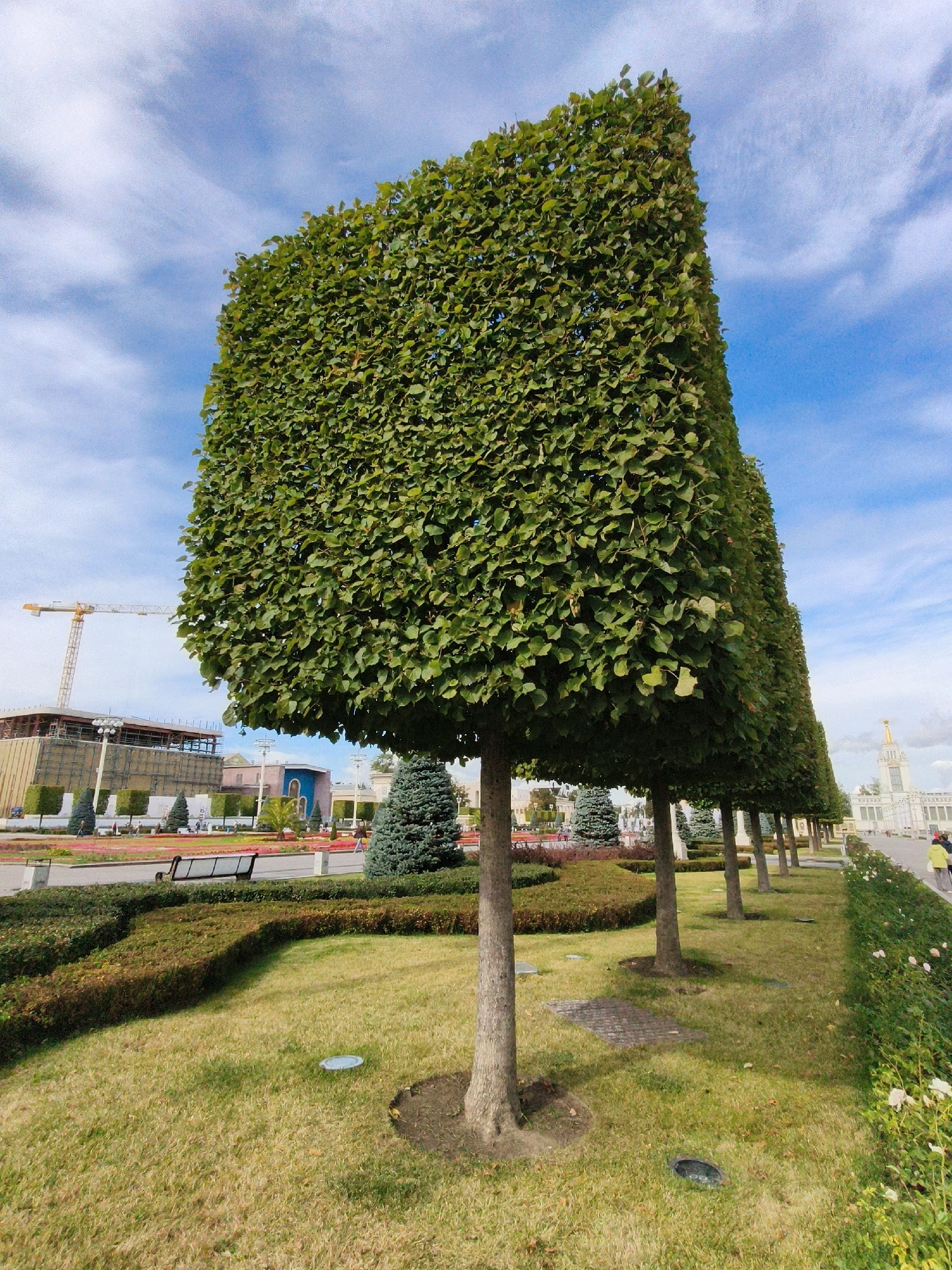 The image depicts a meticulously manicured park in Moscow, Russia, likely within the grounds of VDNKh (Exhibition of Achievements of National Economy). In the foreground, a row of tall, perfectly rectangular trees stands aligned, their green foliage dense and uniform. The trees are planted in a grassy area with small, circular ground lights. Behind them, manicured hedges form intricate patterns. In the middle ground, several conical evergreen trees are visible, interspersed with flowering bushes and a park bench. Further in the background, a construction crane looms over a partially built structure, contrasting with the classical architecture of other exhibition pavilions, one of which features a golden spire. Several people are scattered throughout the park, walking and observing the surroundings. The sky is blue with scattered white clouds.