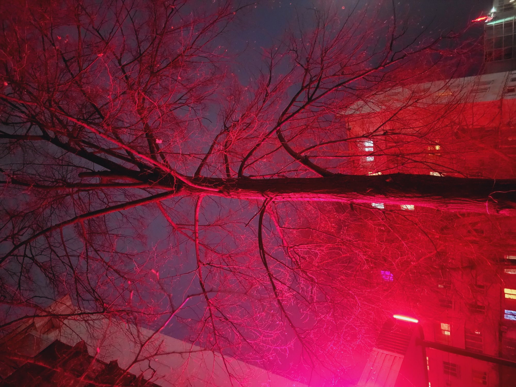 The photograph shows a view of a bare tree illuminated by red light, likely from a nearby building or light source. The sky is dark, and a portion of a building is visible to the right, with several illuminated windows. The tree branches are intricate and bare, suggesting a winter or late autumn setting. The location is possibly Chaikovsky, Russia. The scene appears to be taken at night.