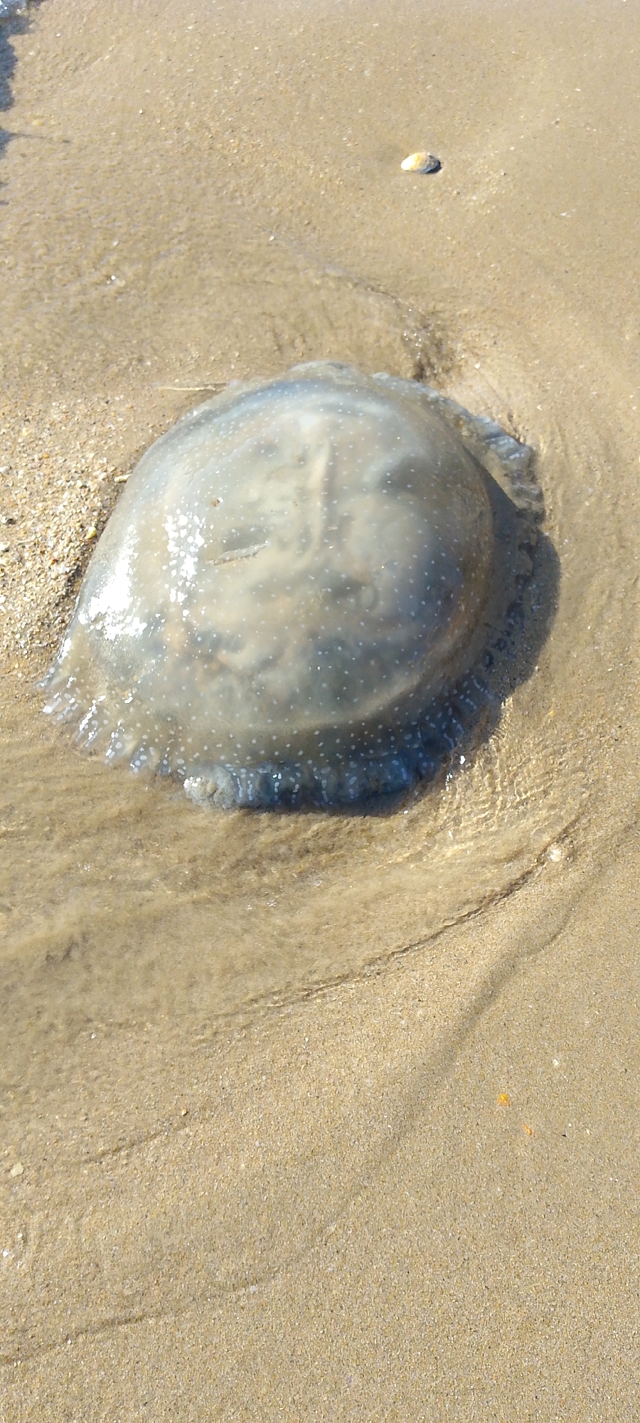 The image depicts a translucent jellyfish stranded on a sandy beach. The sand is light brown and damp, with a slight sheen indicating the presence of water. The jellyfish appears round and flattened, with its bell resting on the sand. The internal structures are faintly visible through the translucent body. Small white dots are scattered across its surface. The overall impression is of a beached, non-living organism in its natural coastal environment. The location is presumed to be near Villa Marina, Venezuela, given the prompt's information.