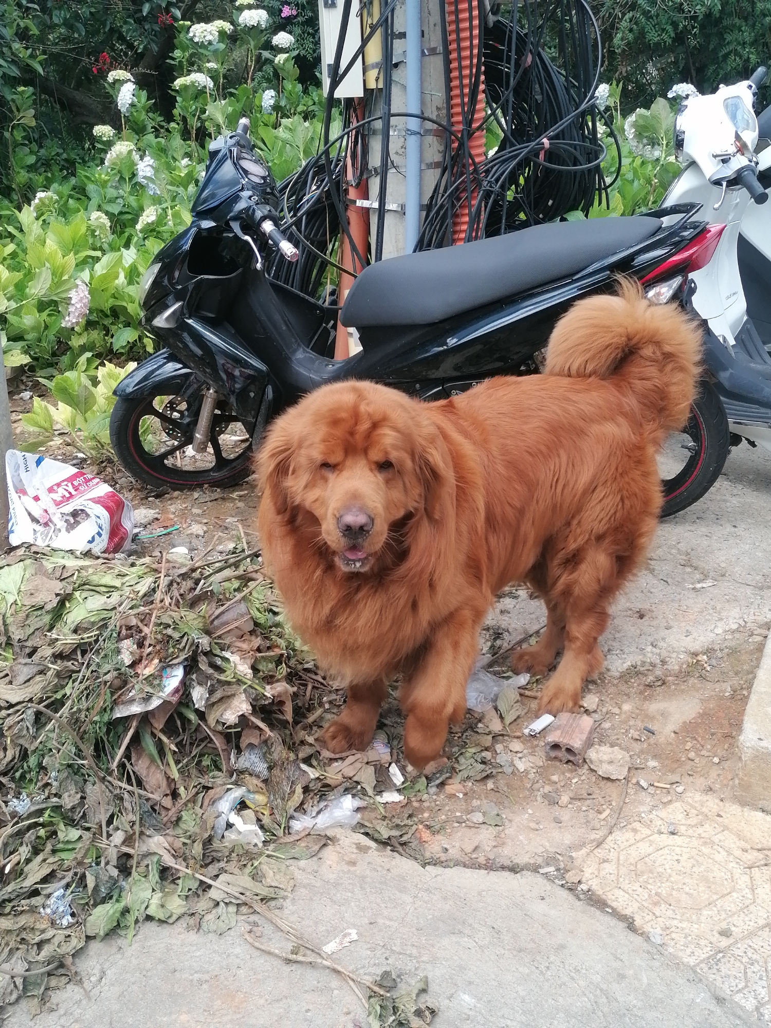 A medium-sized, light-brown dog with long fur stands on a concrete surface next to a pile of decaying leaves and litter, in front of two parked motorbikes. The dog's tongue is slightly visible. Behind the motorbikes are green plants, white flowers, and electrical wires attached to a concrete post. The scene is likely located in Da Lat, Vietnam, based on the presence of motorbikes and tropical vegetation.
