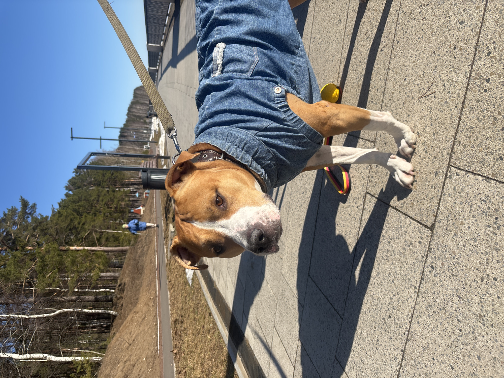 A tan and white American Pit Bull Terrier, dressed in a light blue denim shirt, stands on a gray paved sidewalk in the city of Chaikovsky, Russia. The dog is leashed with a tan nylon leash. The sidewalk is next to a dirt hill. A treeline is visible in the background and a pedestrian in a blue jacket is visible far away. The photo was taken on a sunny day with long shadows.