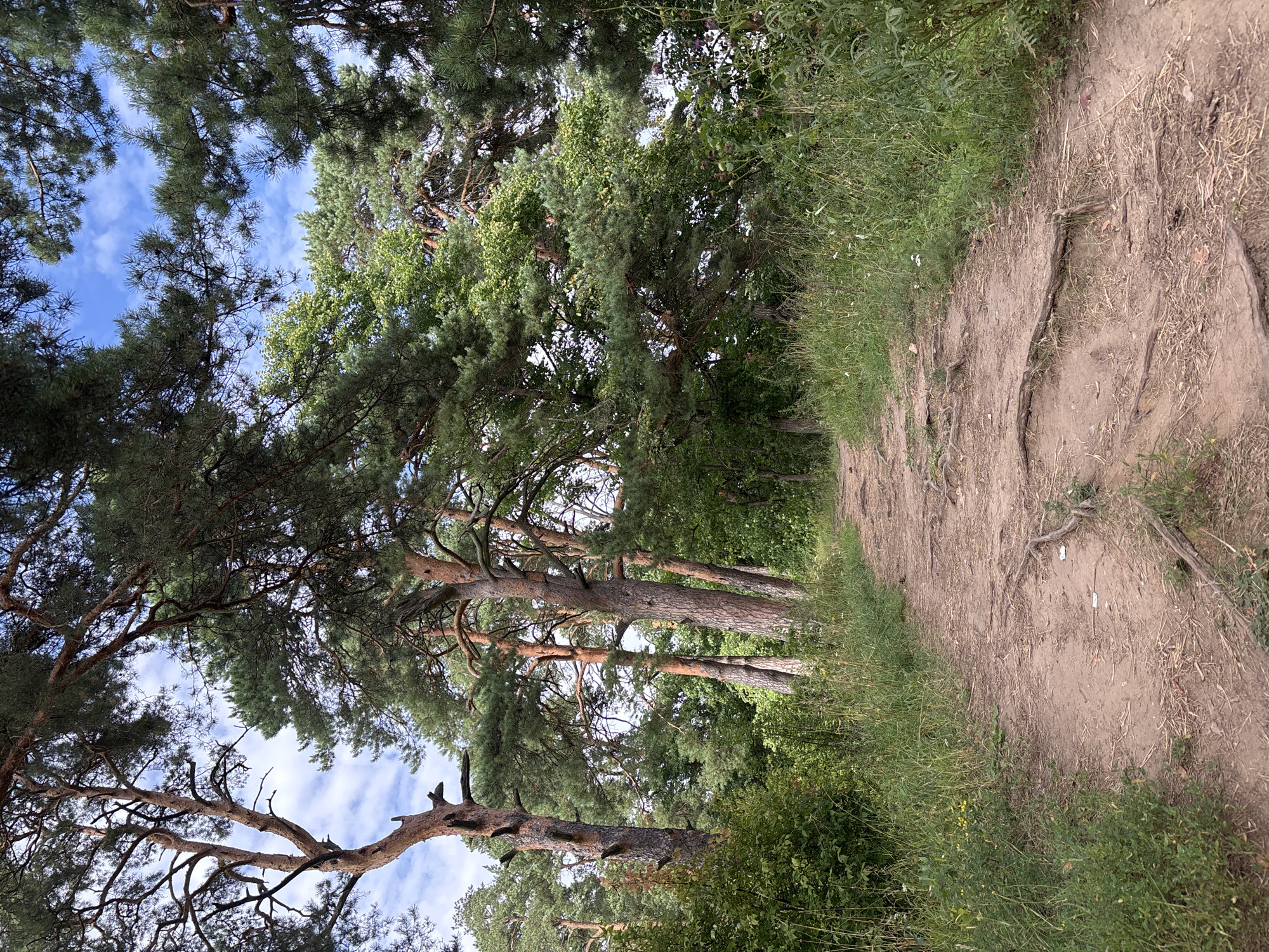 A dirt path winds through a forest of tall pine trees, their needles forming a dense canopy against a partly cloudy blue sky. The path is uneven, with exposed roots crisscrossing its surface, indicating a natural, unpaved trail. Lush green undergrowth, including tall grasses and bushes, flanks the path on either side, with some scattered wildflowers visible. The scene suggests a tranquil, natural setting, likely a park or wooded area within the city of Zvenigorod, Russia. No people or animals are present.