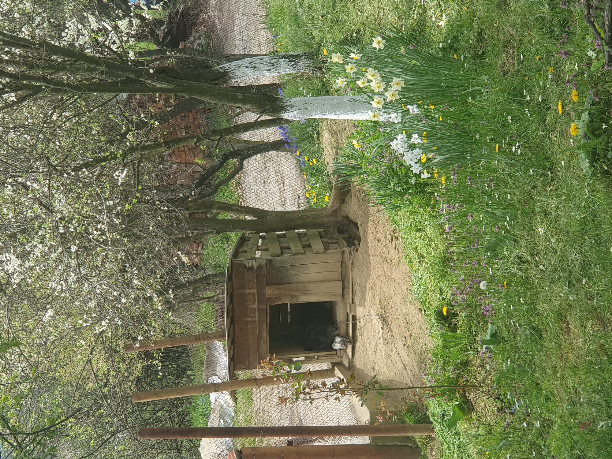 The image shows a rural scene in Хаджийско, Bulgaria. A small, weathered wooden dog house is located under a tree with white blossoms, on a dirt path. Inside the dog house are two dogs. The surrounding area features a wire fence, trees with whitewashed trunks, daffodils, and a grassy area with wildflowers.