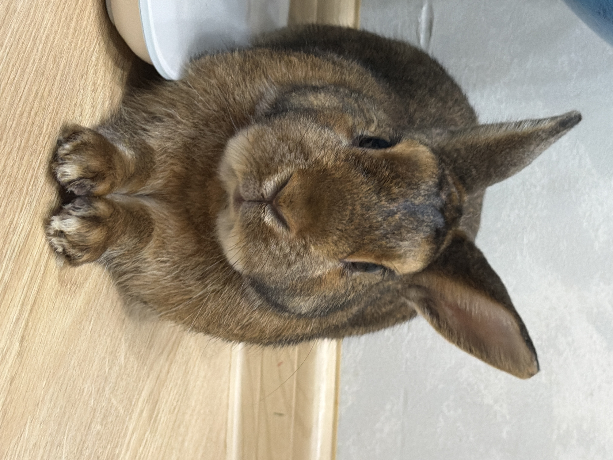 A medium shot captures a brown rabbit sitting on a light-colored wooden floor. The rabbit is positioned in the center of the frame, facing forward with its ears erect. To the left of the rabbit, a white bowl is partially visible. The background consists of a light-colored textured wall, with a wooden trim along the bottom. The lighting appears to be natural or from an overhead source, casting subtle shadows. The scene is indoors, on a flat surface, with no indication of any specific urban environment like Solikamsk, Russia.