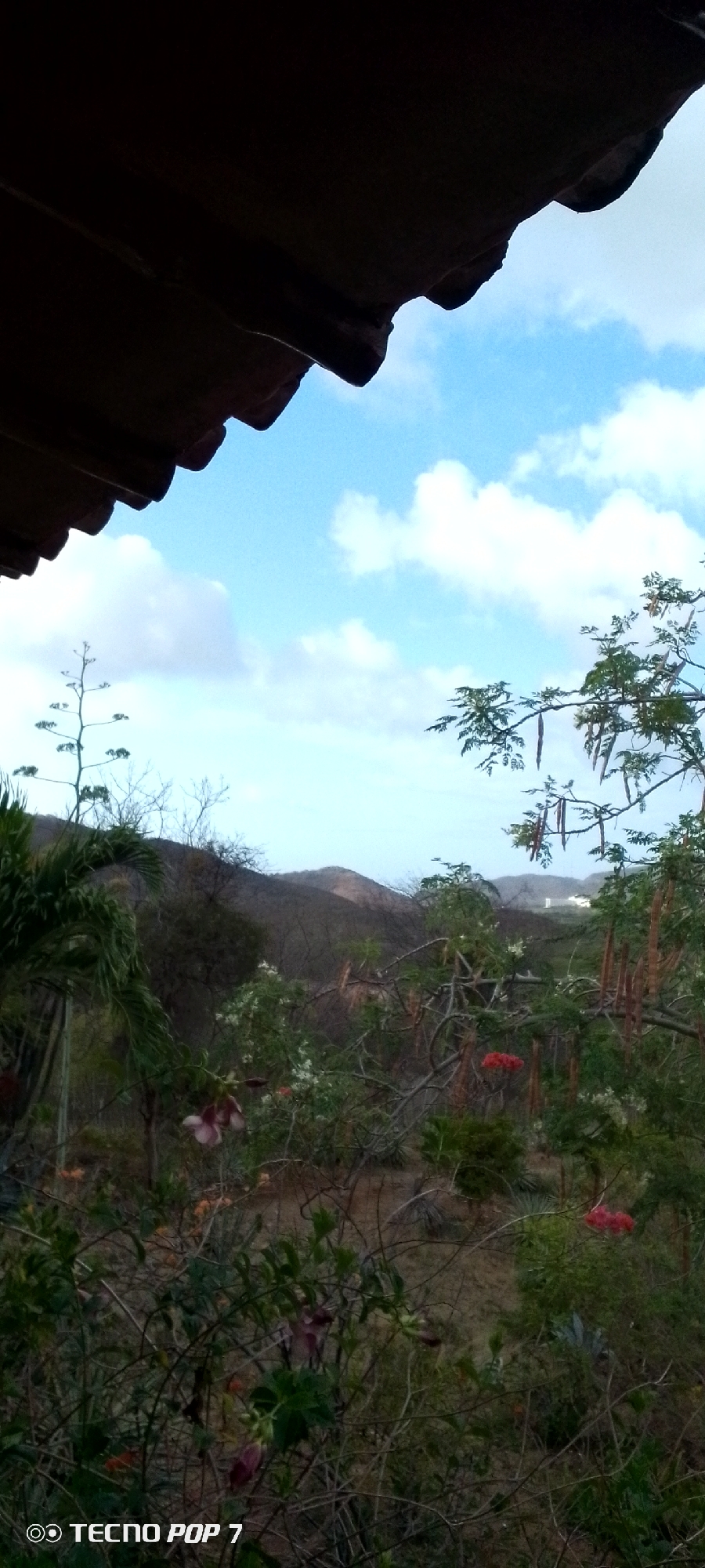 The image captures a view from under a dark, corrugated roof, looking out towards a natural landscape. The sky is a light blue with scattered white clouds. In the foreground, there is lush vegetation including palm fronds on the left, and various plants and trees with branches, some bearing dried seed pods and a few red flowers. A tall, slender plant with a branching structure rises from the left side. In the middle ground, a gentle, tree-covered hill or mountain range is visible. The overall scene suggests an outdoor setting, possibly a rural or natural area, under a clear sky. The bottom left corner of the image contains a watermark indicating "TECNO POP 7". No people are visible in the image.