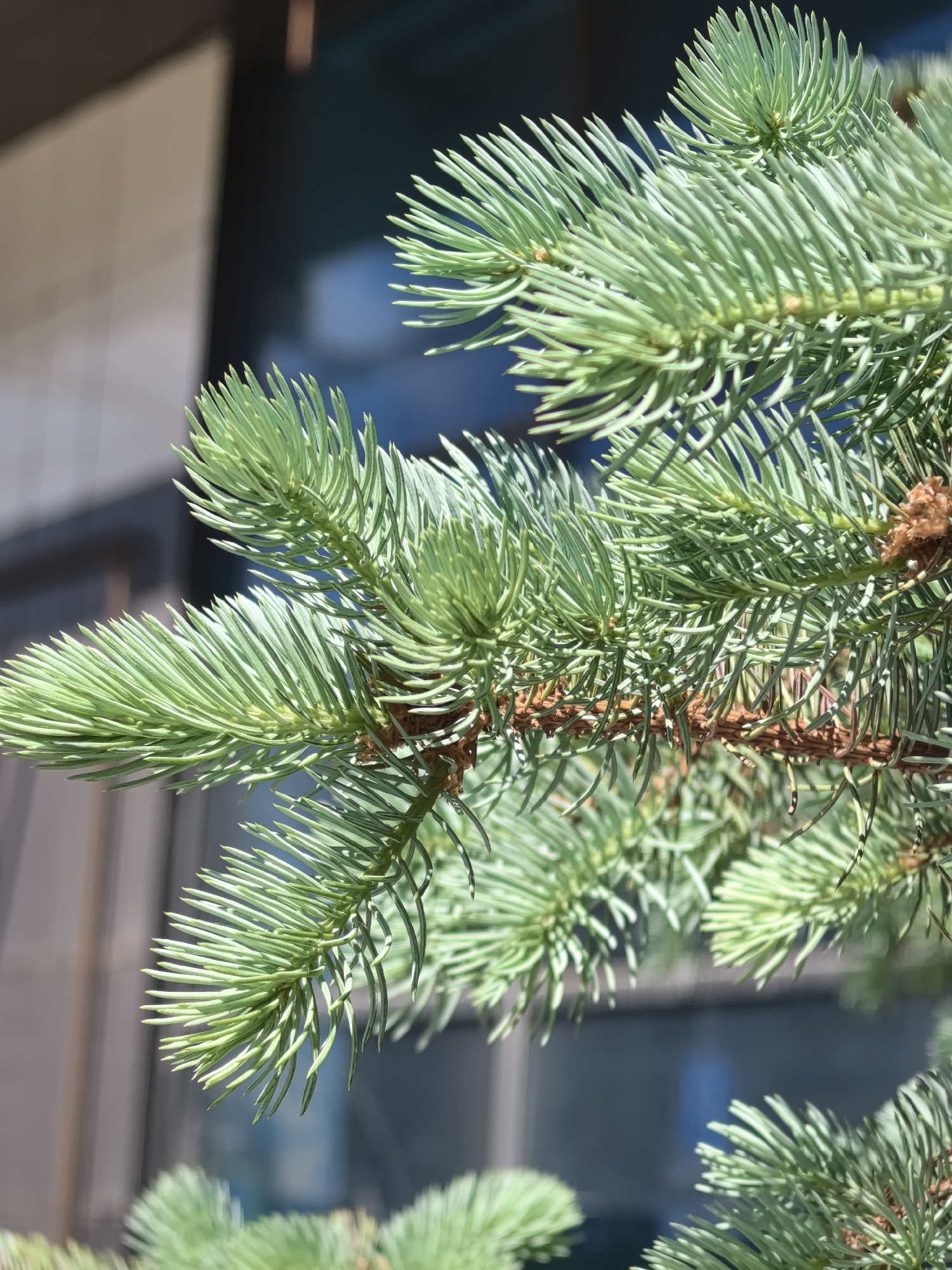 The image features a close-up of an evergreen tree branch with light green needles. The needles are densely packed, growing off a brown branch. The background appears to be a building with a dark reflective window, possibly a commercial or residential building. The overall setting seems to be outdoors in an urban area, likely Perm, Russia. No people are visible in the image.