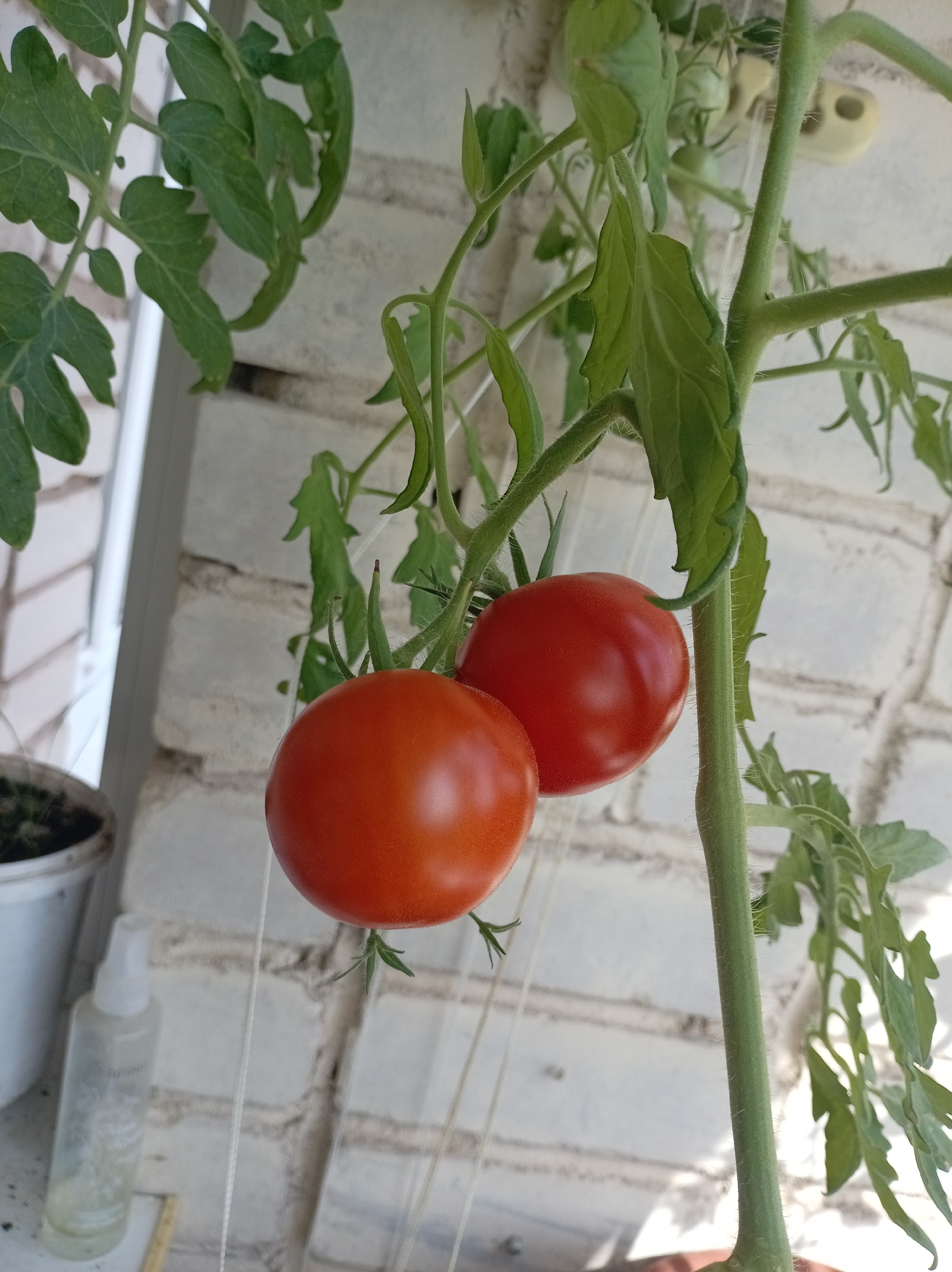 A close-up shot focuses on two ripe red tomatoes hanging from a vine. The tomatoes are round and plump, with a smooth, glossy surface. They are positioned against a backdrop of a brick wall, partially obscured by green tomato leaves. A white plastic pot containing a small green plant is visible in the lower left corner. Adjacent to the pot, a clear plastic spray bottle is placed on a white surface. The overall scene suggests a domestic garden setting, likely on a balcony or windowsill. The image does not provide any specific visual cues that would allow for its localization within Bologoe, Russia, or any other specific city.