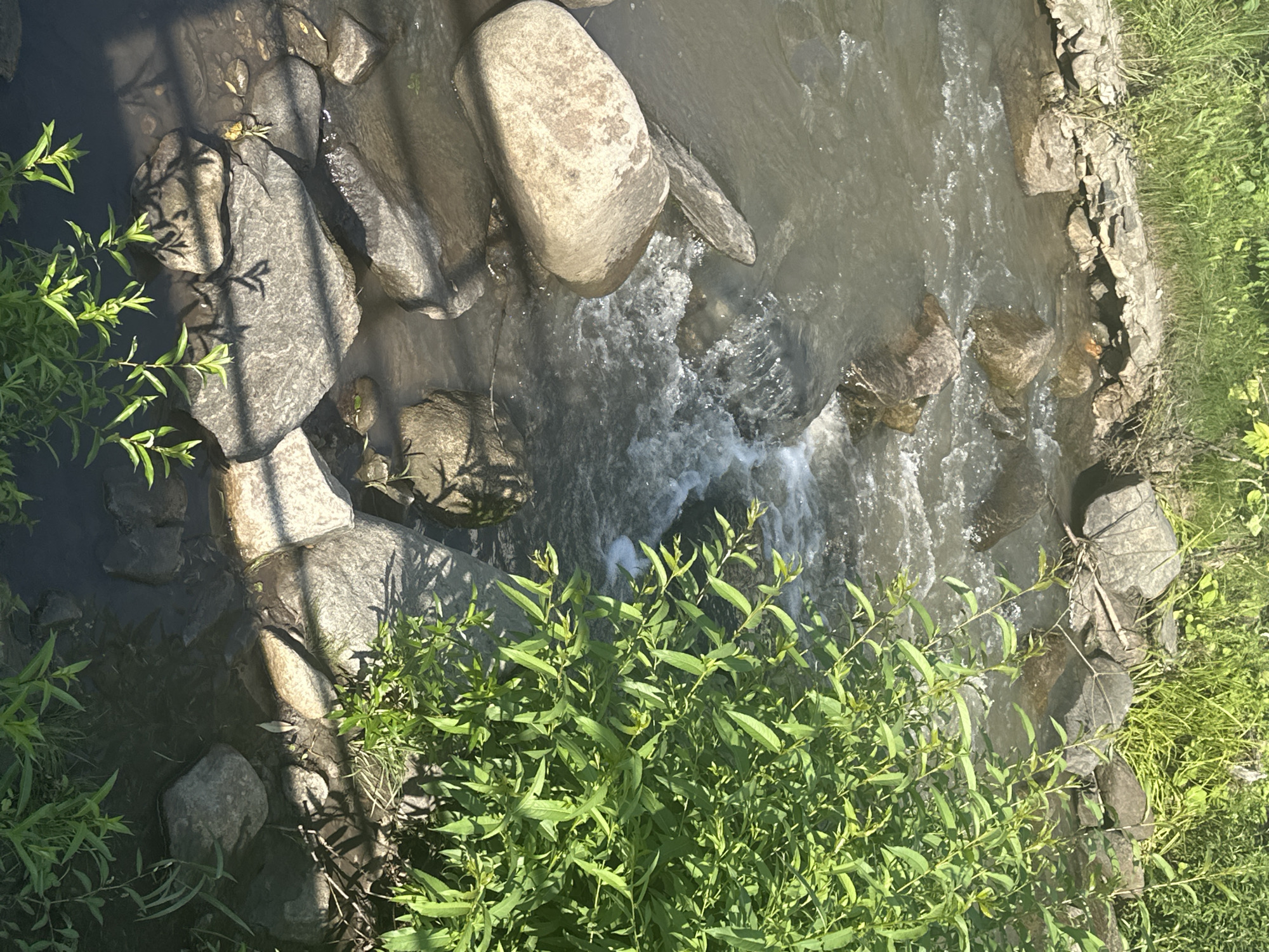 The image depicts a small, shallow, rocky stream flowing through a natural, undeveloped area. The water is murky and appears to be flowing over and around various-sized rocks. Lush green vegetation, including tall grasses and leafy plants, lines the banks of the stream, with some plants extending over the water. The ground surrounding the stream is composed of dirt and rocks. Sunlight casts shadows from the vegetation onto the rocks and water. The scene is devoid of any human presence or man-made structures, suggesting a rural or wilderness setting. The location is identified as a stream in Danilovka, Altai Krai, Russia.