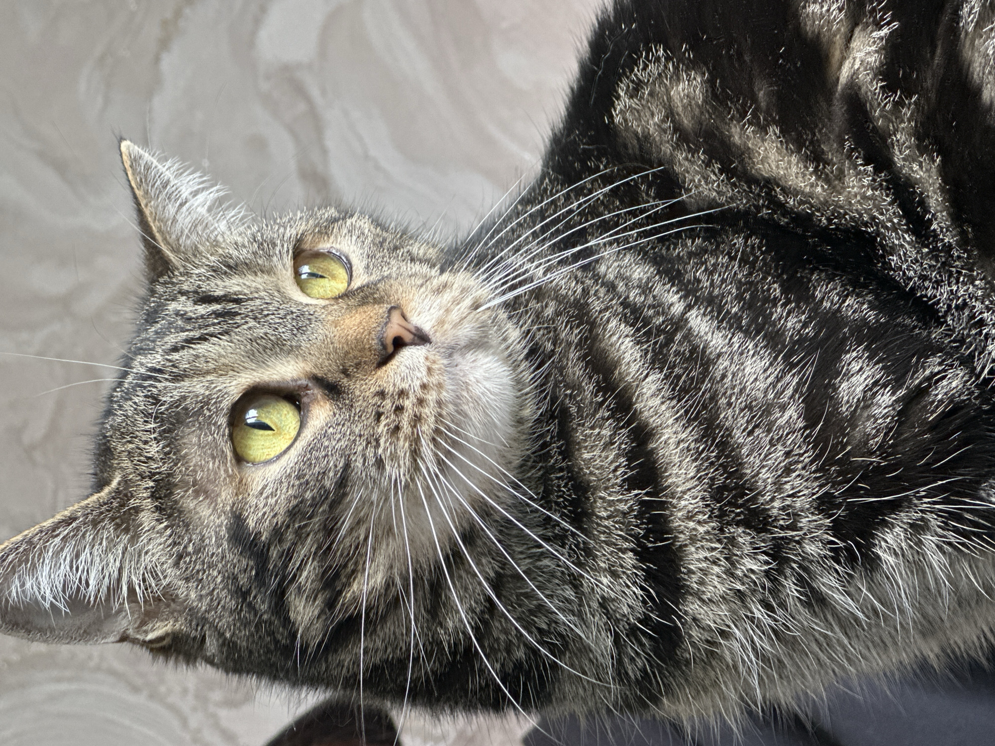 A close-up, eye-level, medium shot shows the head and upper body of a tabby cat looking to the right with a neutral expression. The cat has yellow-green eyes and prominent white whiskers. The background is a blurred, light-colored wall with a textured pattern. The lighting is natural and comes from the right, casting subtle shadows. The cat's fur is a mix of gray, black, and brown stripes. The image was taken in Unknown, Unknown.