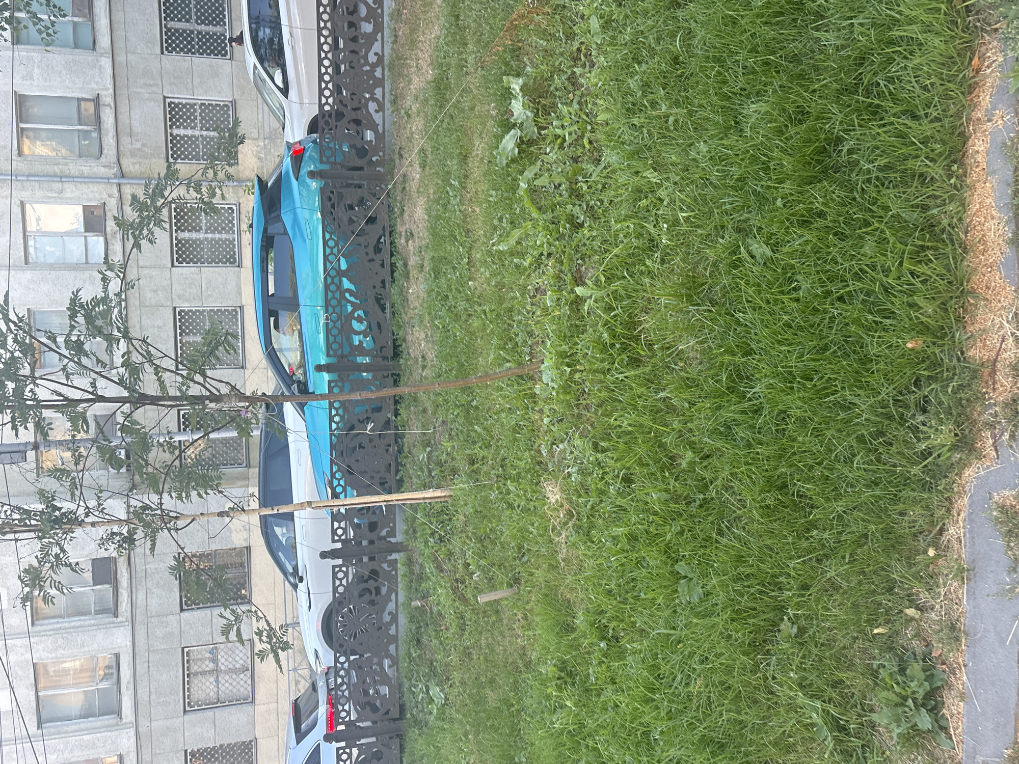 A medium shot captures a street scene in Novosibirsk, Russia, featuring a row of parked cars and a residential building. In the foreground, a patch of green grass is visible, with a few small wooden stakes planted in the ground and a thin string attached to one of them. Behind the grass, a decorative metal fence runs horizontally across the frame. Parked cars, including a white SUV and a teal hatchback, are positioned behind the fence. The hatchback appears to have a decorative design on its side. Beyond the cars, a pale grey, multi-story residential building with numerous windows, some covered with lattice screens, forms the backdrop. The overall scene depicts an urban environment on a cloudy day.