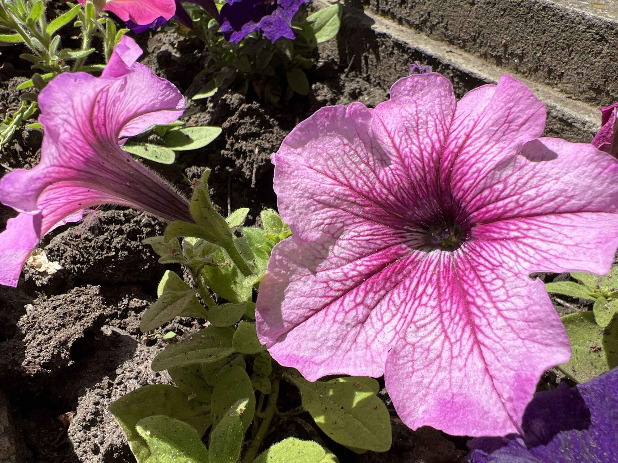 A close-up shot shows two pink petunia flowers in a garden setting. The flowers are in full bloom, with a darker pink center and lighter pink petals with prominent veins. Surrounding the flowers are green leaves and dark soil. In the background, a section of a grey concrete structure is visible. The location is Krasnodar, Russia.