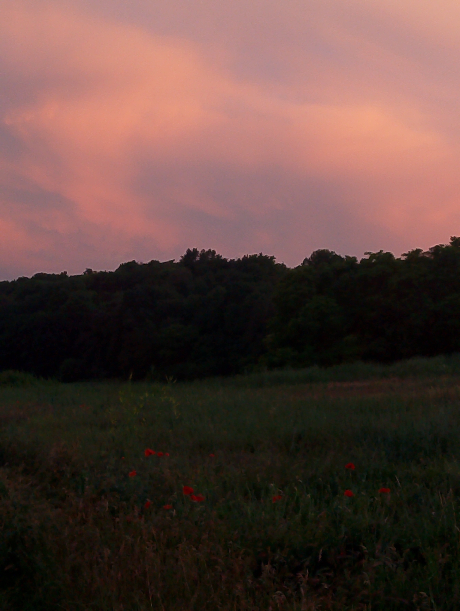 A field of grass with scattered red poppies is in the foreground, leading to a dark line of trees against a dusky pink sky. The location is Ustyvytsia, Ukraine. The scene is serene and natural, with no people or specific actions depicted. The focus is on the landscape at dusk.
