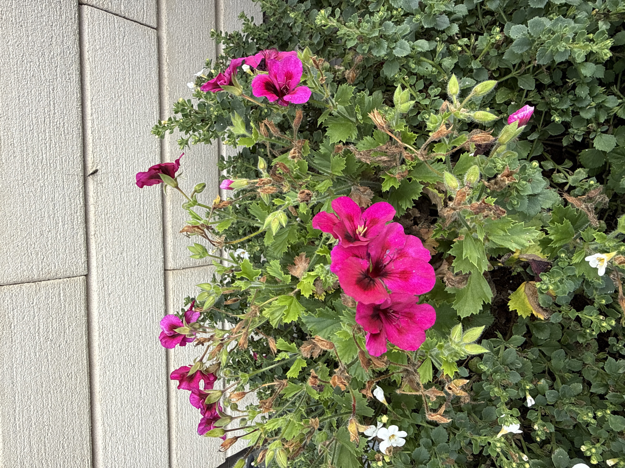 An outdoor, eye-level, medium shot captures a cluster of vibrant fuchsia geraniums in full bloom against a neutral-toned, horizontal-paneled wall in what appears to be a suburban setting. The flowers, with their characteristic five-petaled structure and dark centers, are the primary focus, interspersed with green foliage. Some of the plants show signs of browning and wilting, suggesting they are past their prime. Small, white flowers are also present, adding subtle accents to the composition. In the upper right quadrant of the image, a tiny, dark insect is visible against the textured wall. The scene is lit with natural light, casting soft shadows.