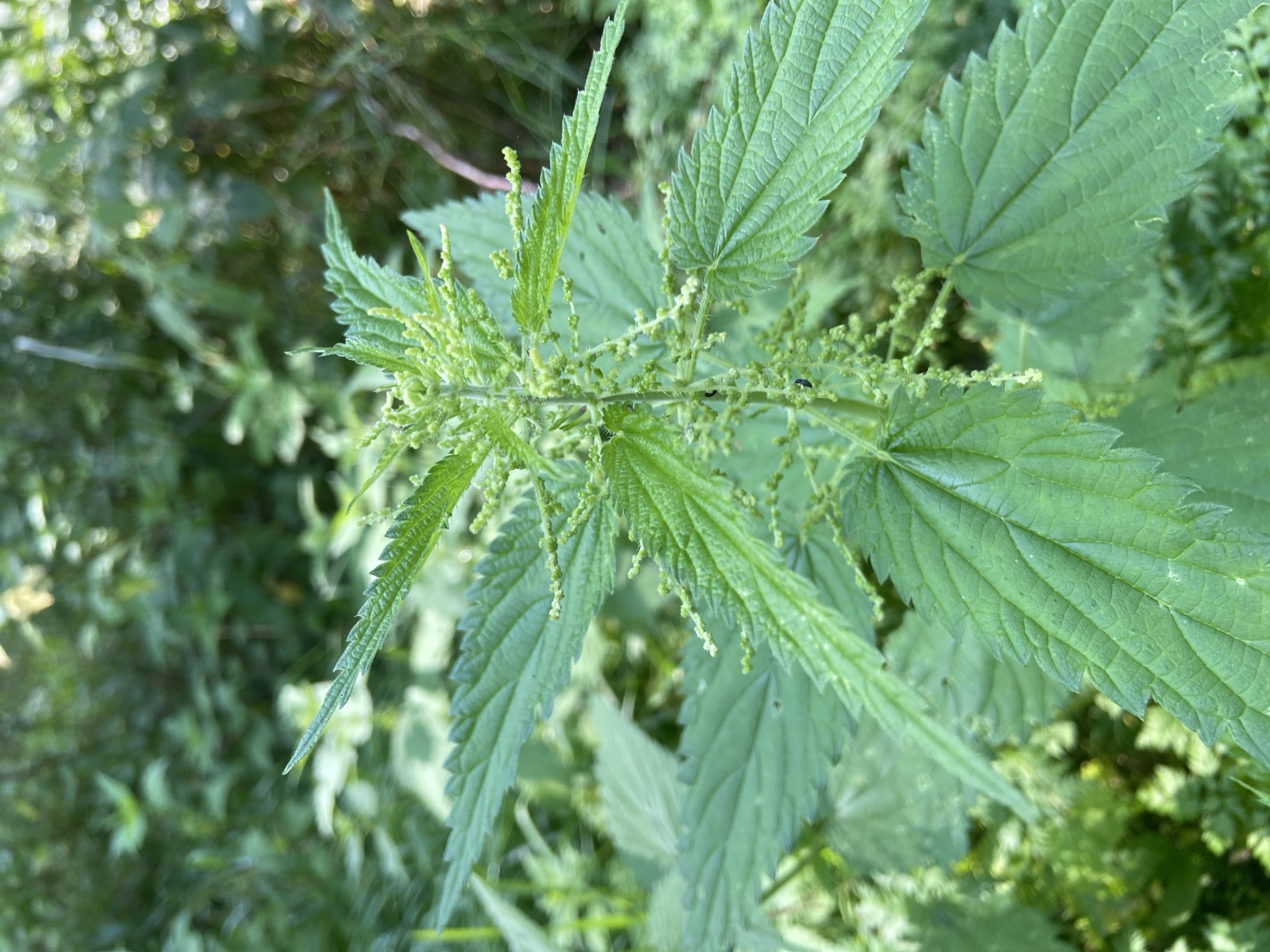 This is a close-up, eye-level, vertical, outdoor photograph of a stinging nettle plant. The plant is vibrant green, with serrated leaves and small, pale green flower clusters emerging from the stem. The background is a soft, blurred mix of green foliage, suggesting a natural, uncultivated environment. There are no people or man-made structures visible in the image. The lighting is natural, indicating it was taken during the daytime. The location is not specified beyond the general context of Balashikha, Russia.