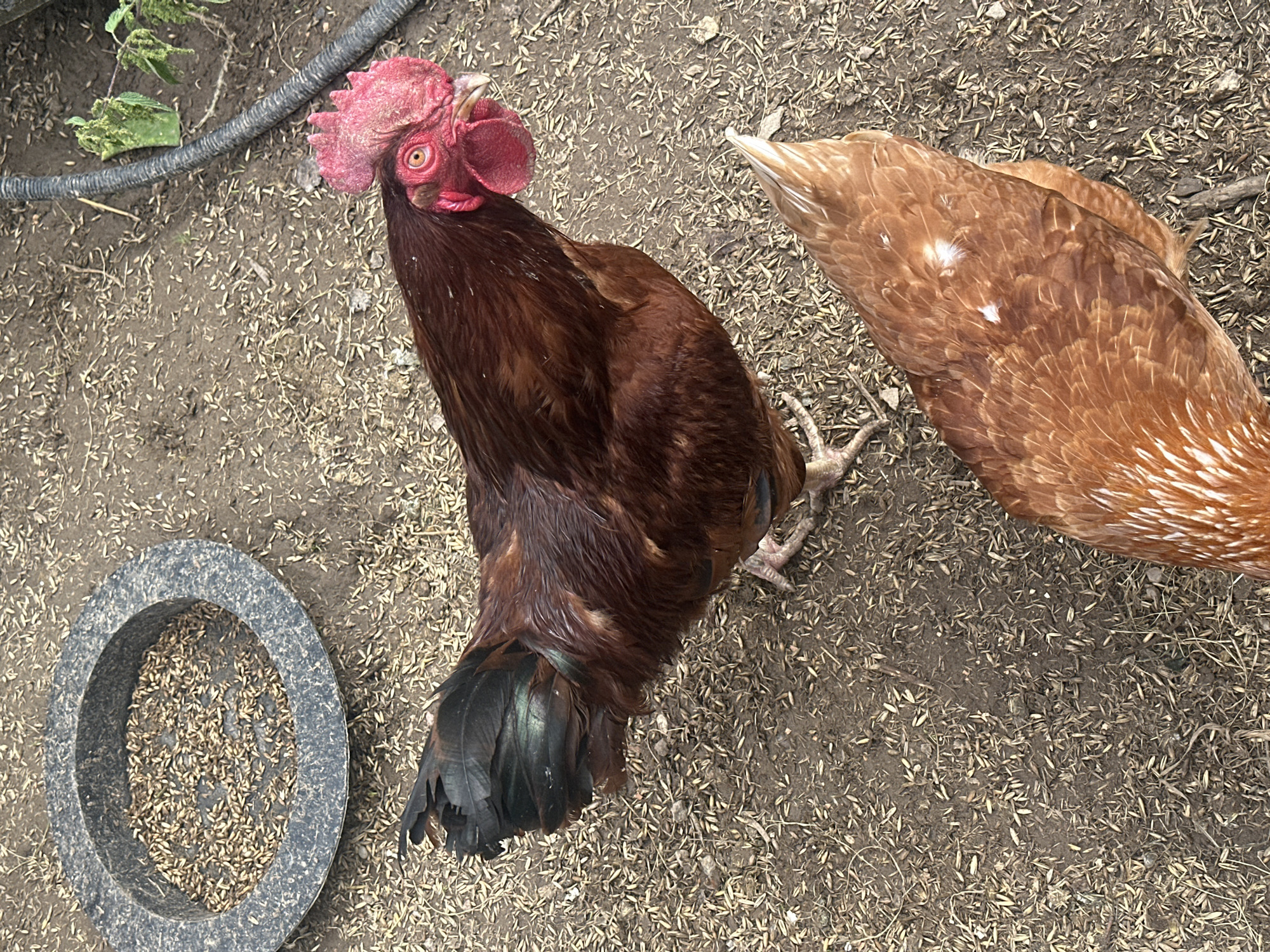 An overhead medium shot shows a brown rooster standing on a dirt ground covered with grain husks. The rooster is facing right, with its head turned slightly towards the camera, revealing its bright red comb and wattle. Its feathers are a mix of dark brown and black, with hints of iridescent green on its tail. To the left of the rooster, a dark gray, circular feeding trough is filled with grain. In the lower right corner of the frame, the back of a brown hen is visible, with its feathers patterned with white flecks. The environment appears to be an outdoor enclosure, possibly a farm or backyard, with a black hose and some green vegetation visible in the upper right background. The lighting is natural daylight, casting soft shadows on the ground.