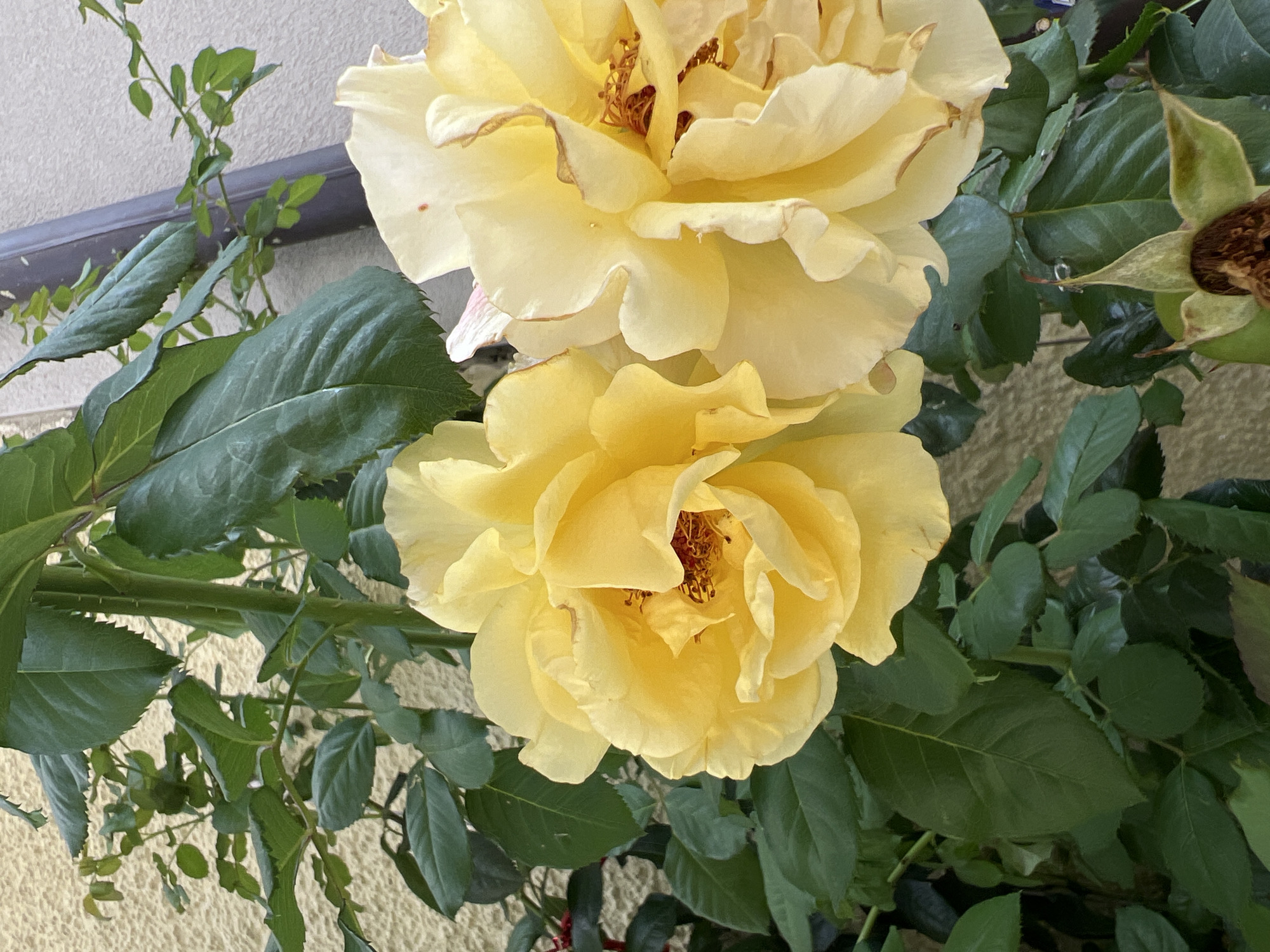 This image shows two yellow roses in bloom, with green leaves and stems. The roses are in focus and are the main subjects of the image. One rose is on the left, and the other is on the right, slightly overlapping. The petals of the roses are delicate and textured, with some browning at the edges. The background is out of focus, but it appears to be a textured wall, possibly a house exterior, and a dark vertical pipe or drainpipe. Some smaller, less developed green leaves and branches are also visible in the background. The overall lighting suggests it is daytime. The image does not contain any people or actions. The location of Freising, Germany, is not evident from the visual information in the image.