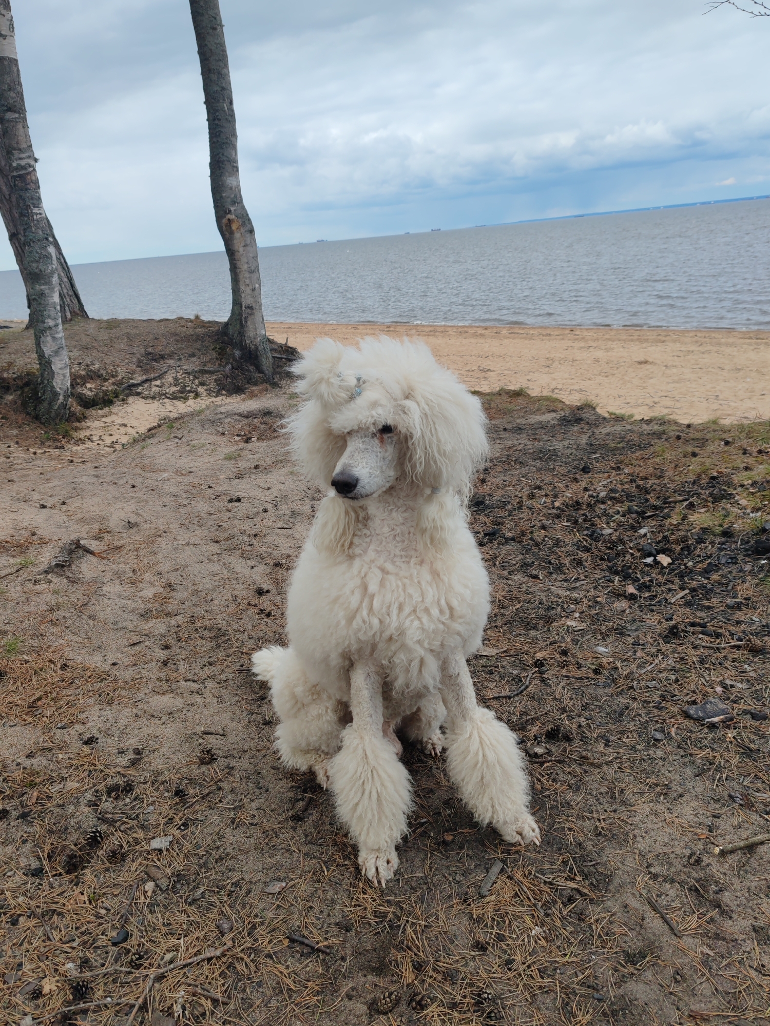 A white standard poodle sits on a sandy, pine-needle-covered ground near the beach in Bolshaya Izhora, Russia. The beach meets a body of water with ships visible on the horizon under a cloudy sky. Two birch trees stand to the left of the dog. The dog has a small blue clip in its hair.