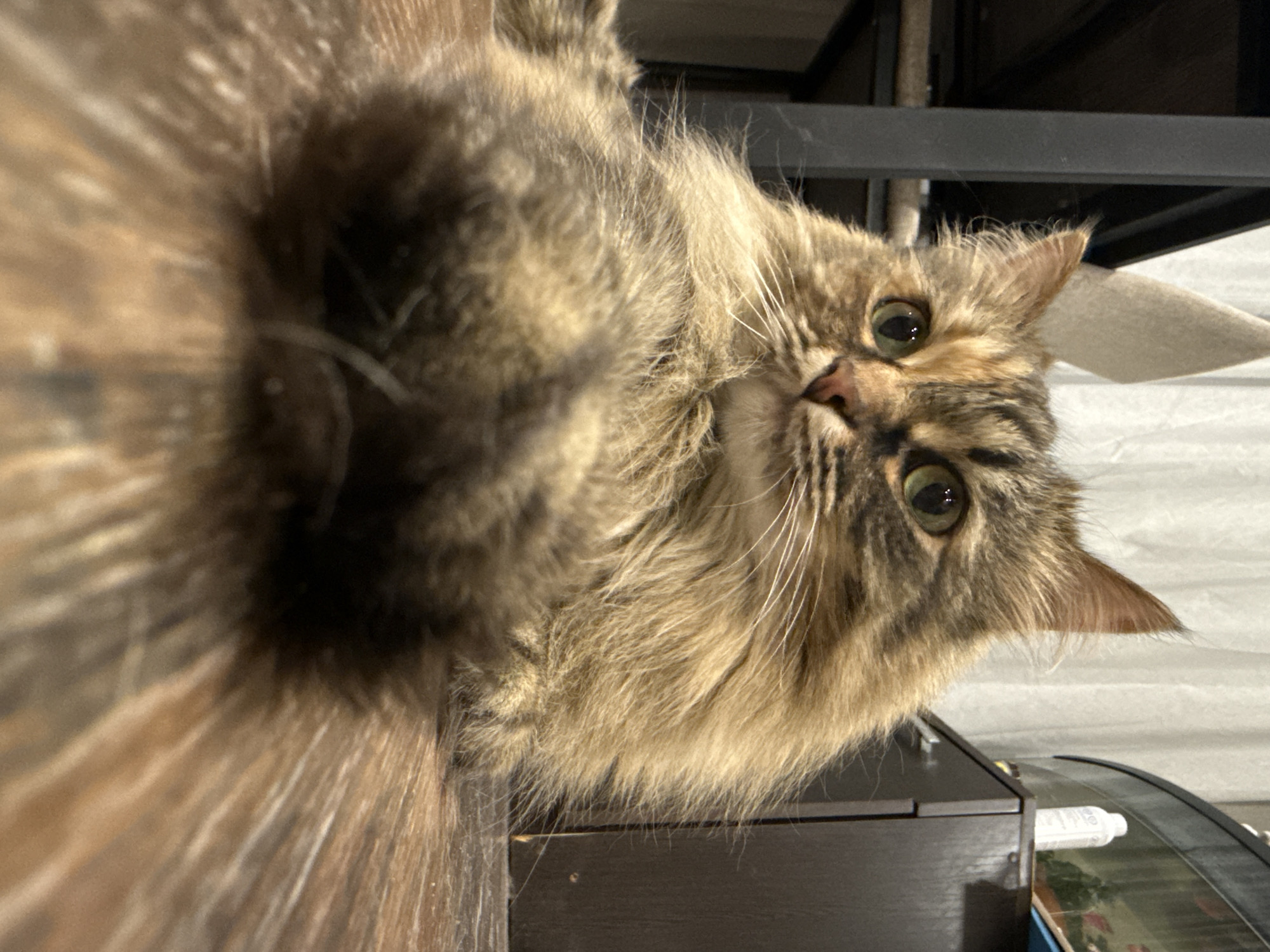 A close-up, slightly angled shot focuses on a brown tabby cat with long fur and green eyes. The cat's face is centered, looking directly at the camera. A section of brown wooden surface appears in the lower left. In the background, a black metal frame is visible, along with a white object, and a glimpse of what appears to be a table or cabinet with curved edges. There is no information about the location of Votkinsk, Russia in this image.
