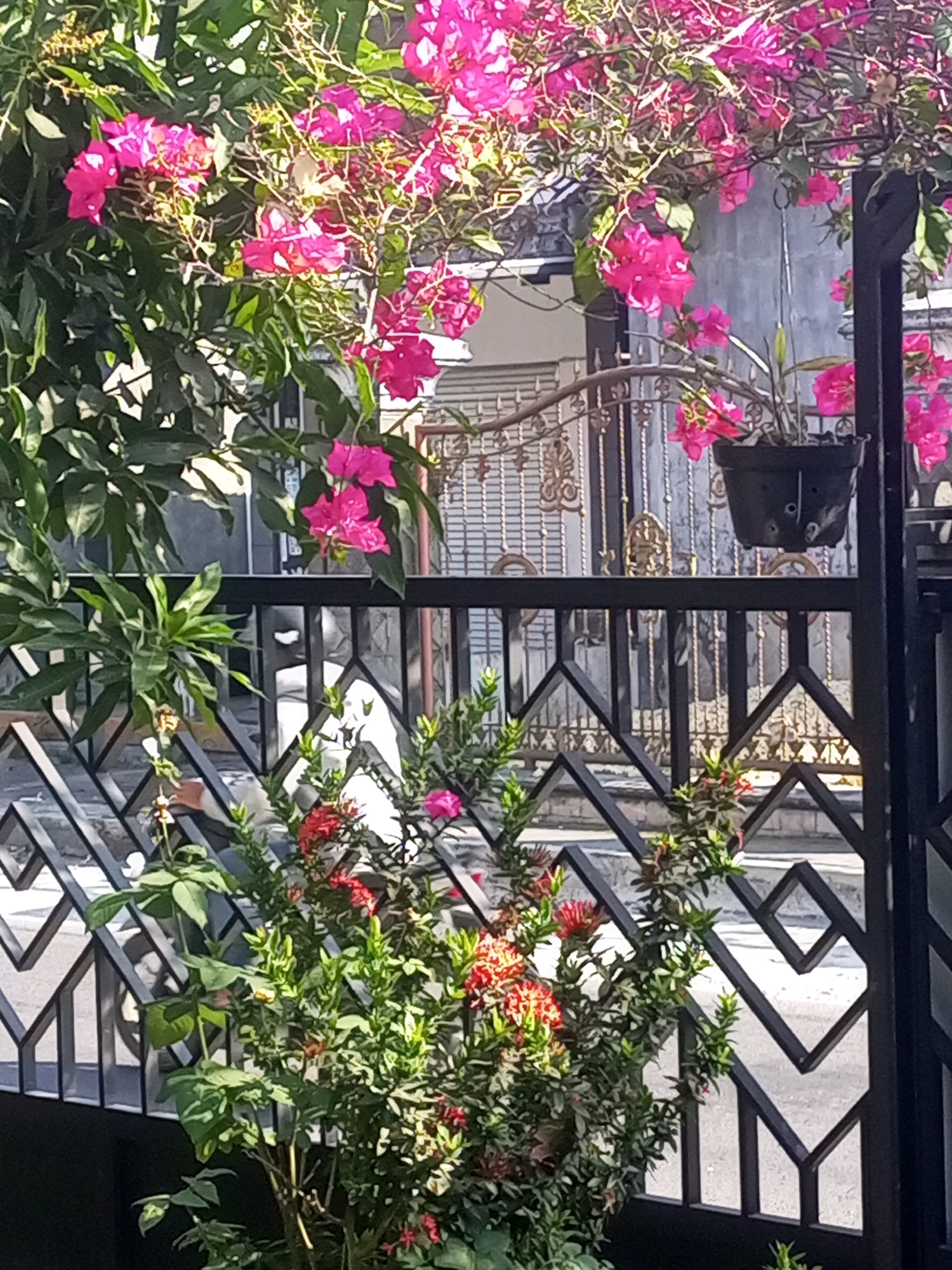 In Ngasem, Indonesia, a black metal fence with a geometric design forms the foreground of this image. Behind the fence, a vibrant bougainvillea plant with bright pink flowers cascades from above, its branches reaching towards the viewer. To the left, a large green leafy plant with dark green leaves contrasts with the colorful flowers. Below the bougainvillea, a smaller bush with red and green foliage and small red flowers is visible. The background reveals a building with light-colored walls and ornate metalwork on a door, suggesting a residential or commercial property. The overall scene is an outdoor setting, likely a garden or yard, bathed in sunlight.